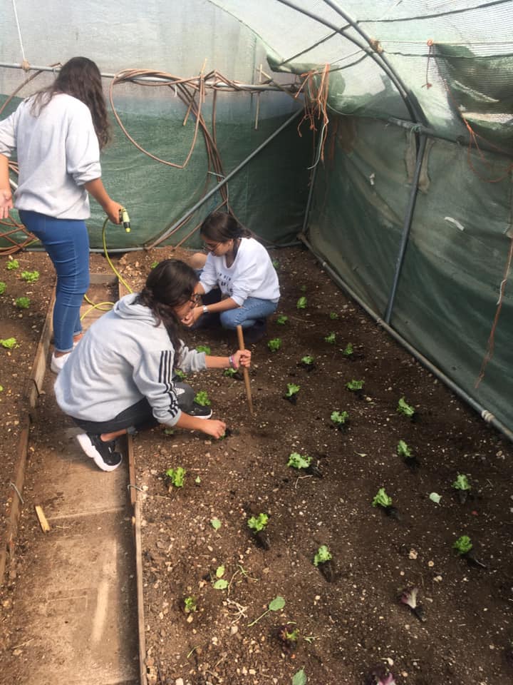 plantação de alface verde e roxa em cultura abrigada, com o objectivo dos alunos fazerem a comparação do produto final em relação a plantação em abrigo e ao ar livre .
