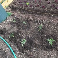 plantação de tomateiros