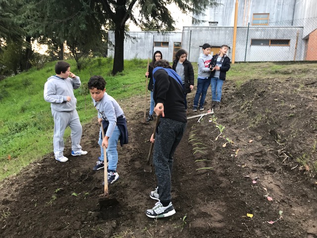 Dinamização da Horta Bio da Escola - sementeira / plantação de alface e cebolinho.