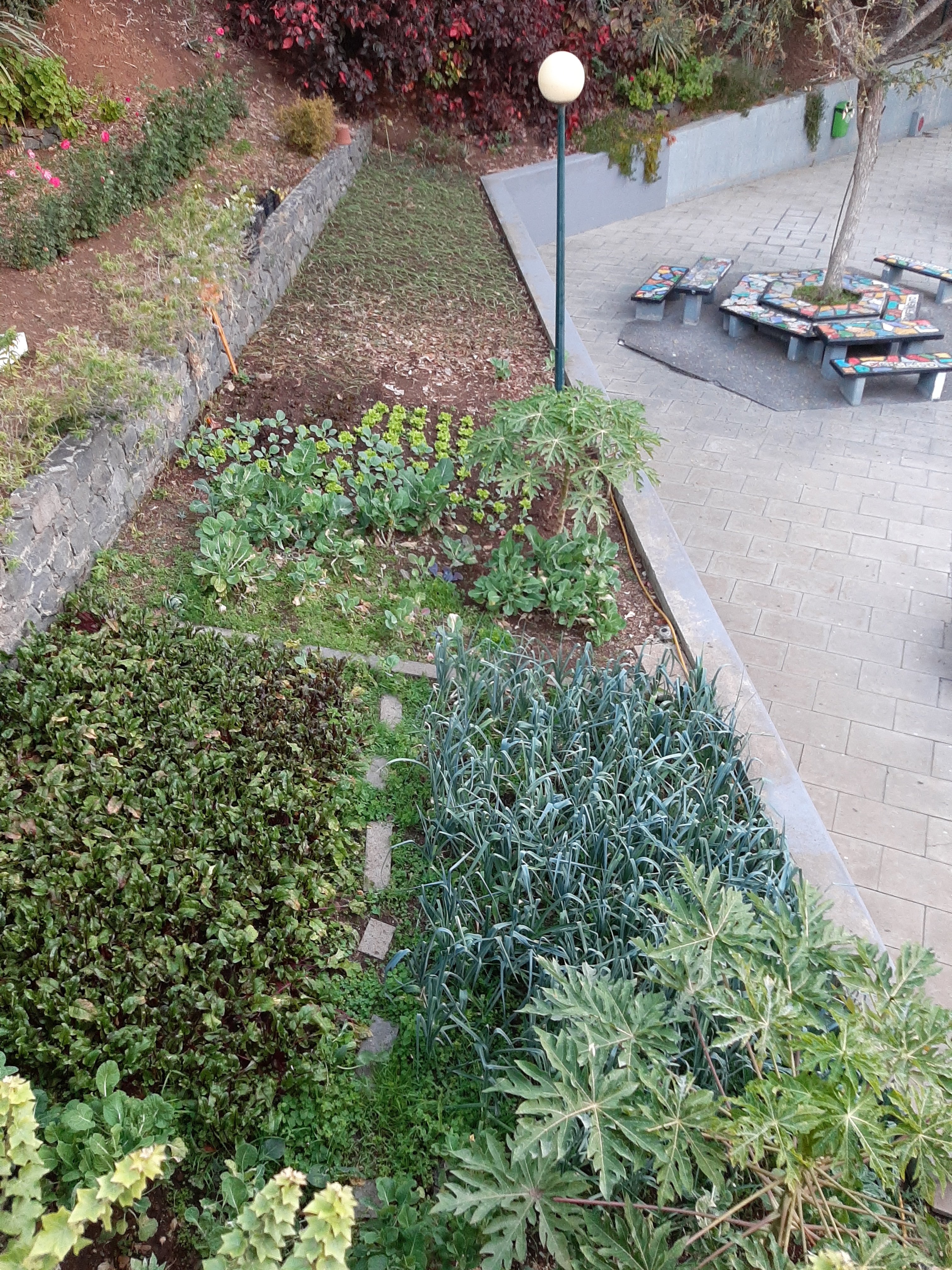 A nossa horta está bem composta, com a ajuda dos meninos do clube Eco-Escolas, chegamos lá.