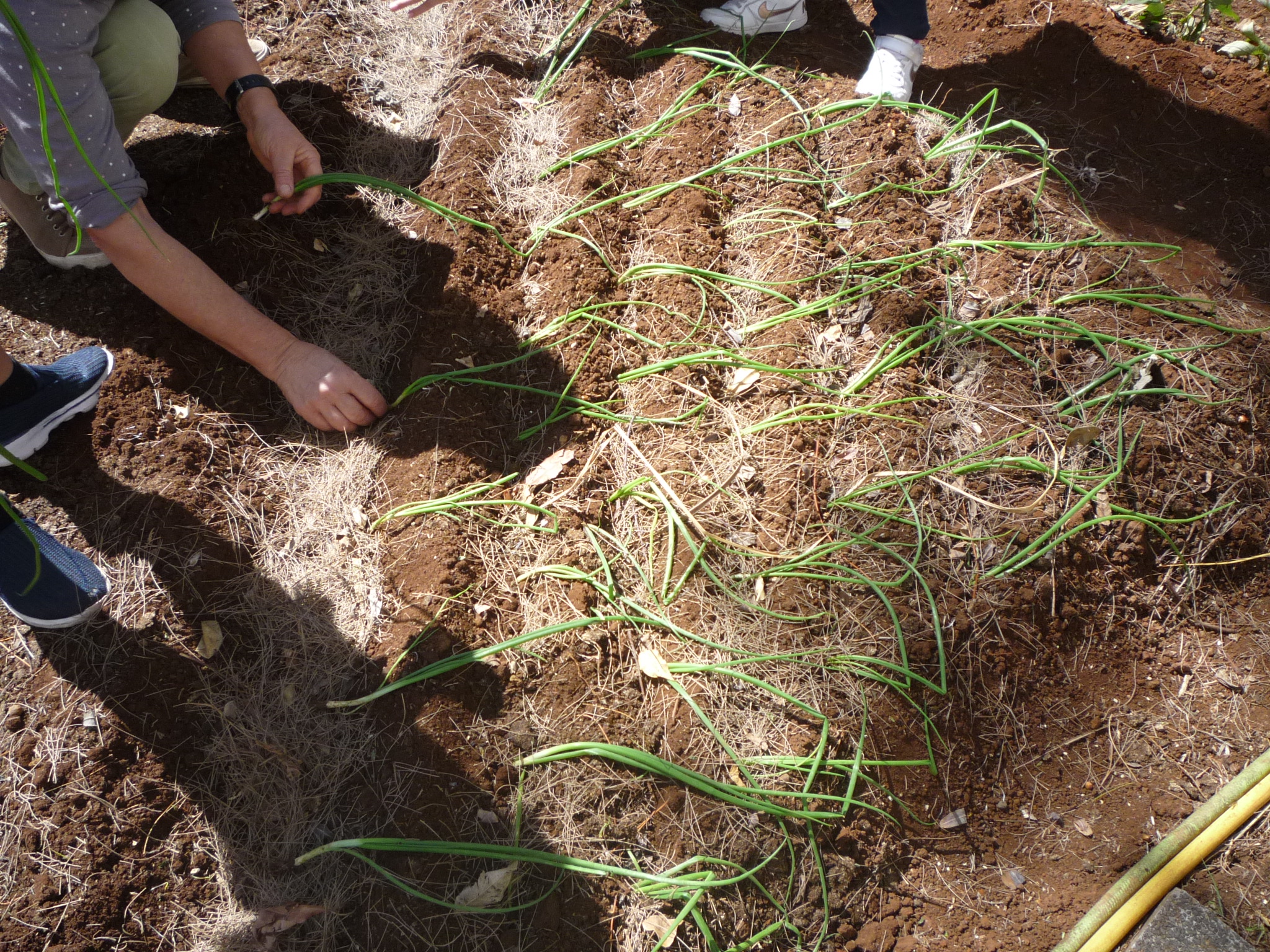 A professora Gilda planta cebolinho na horta, com a ajuda de alguns alunos do 2º ano.