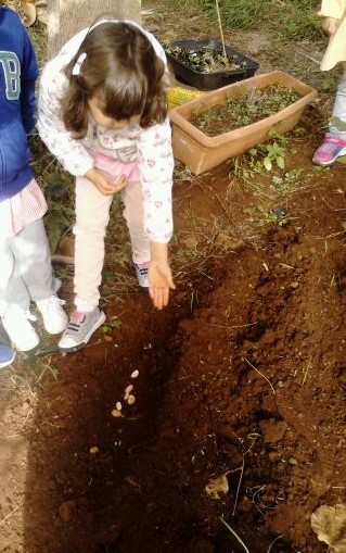 A educadora Gorete da pré 3, planta favas na horta com a ajuda de algumas crianças.