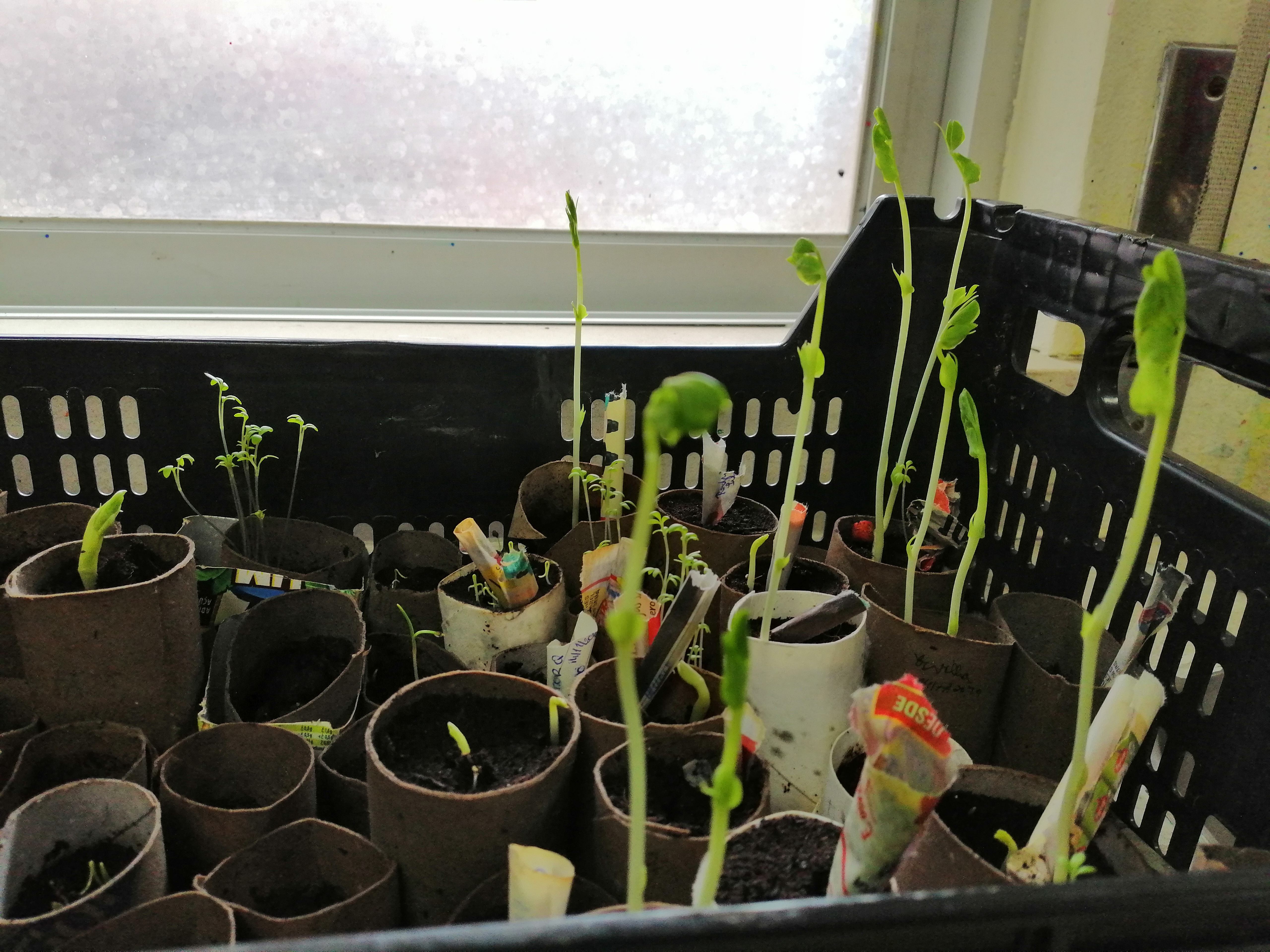 Plantas - As sementes tornaram-se em plantas para o transplante.