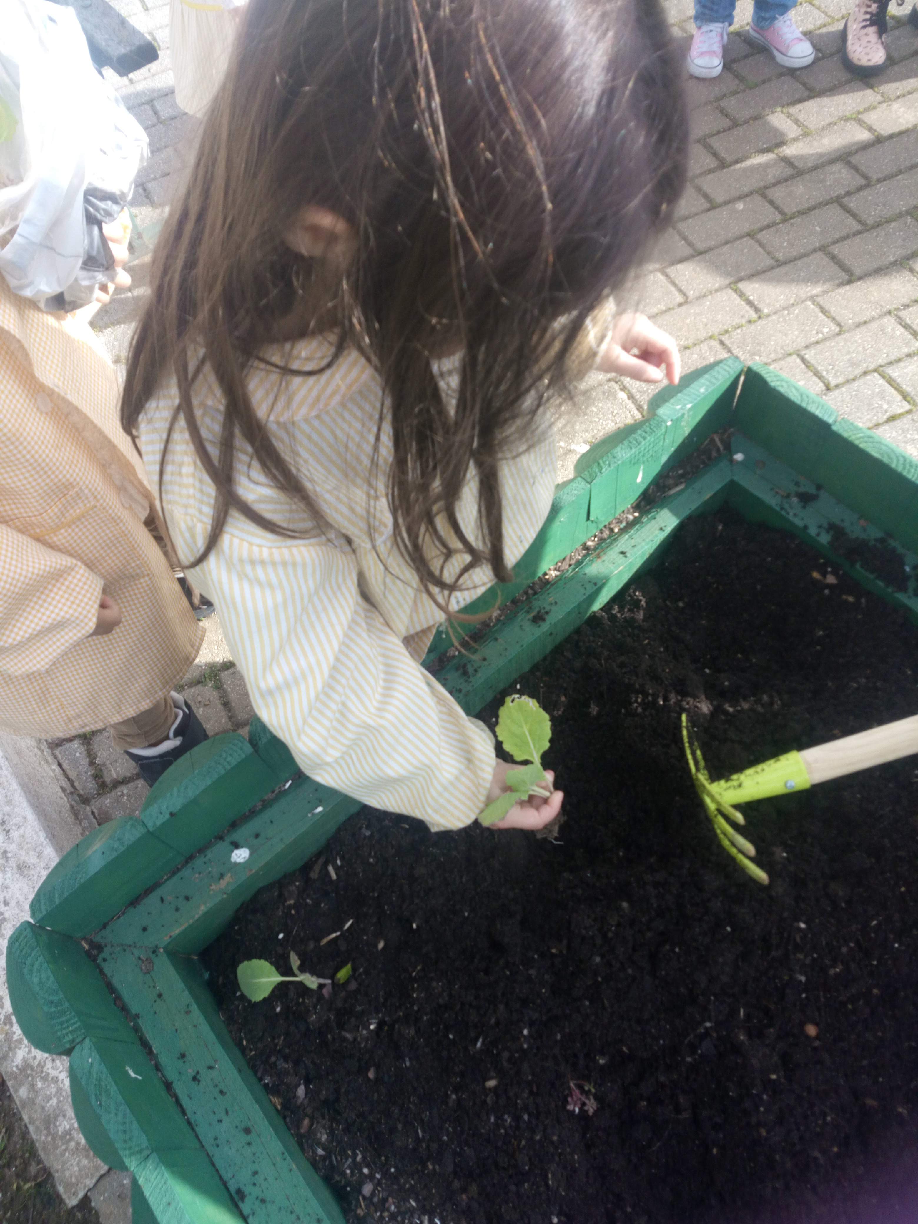 Plantando morangueiros