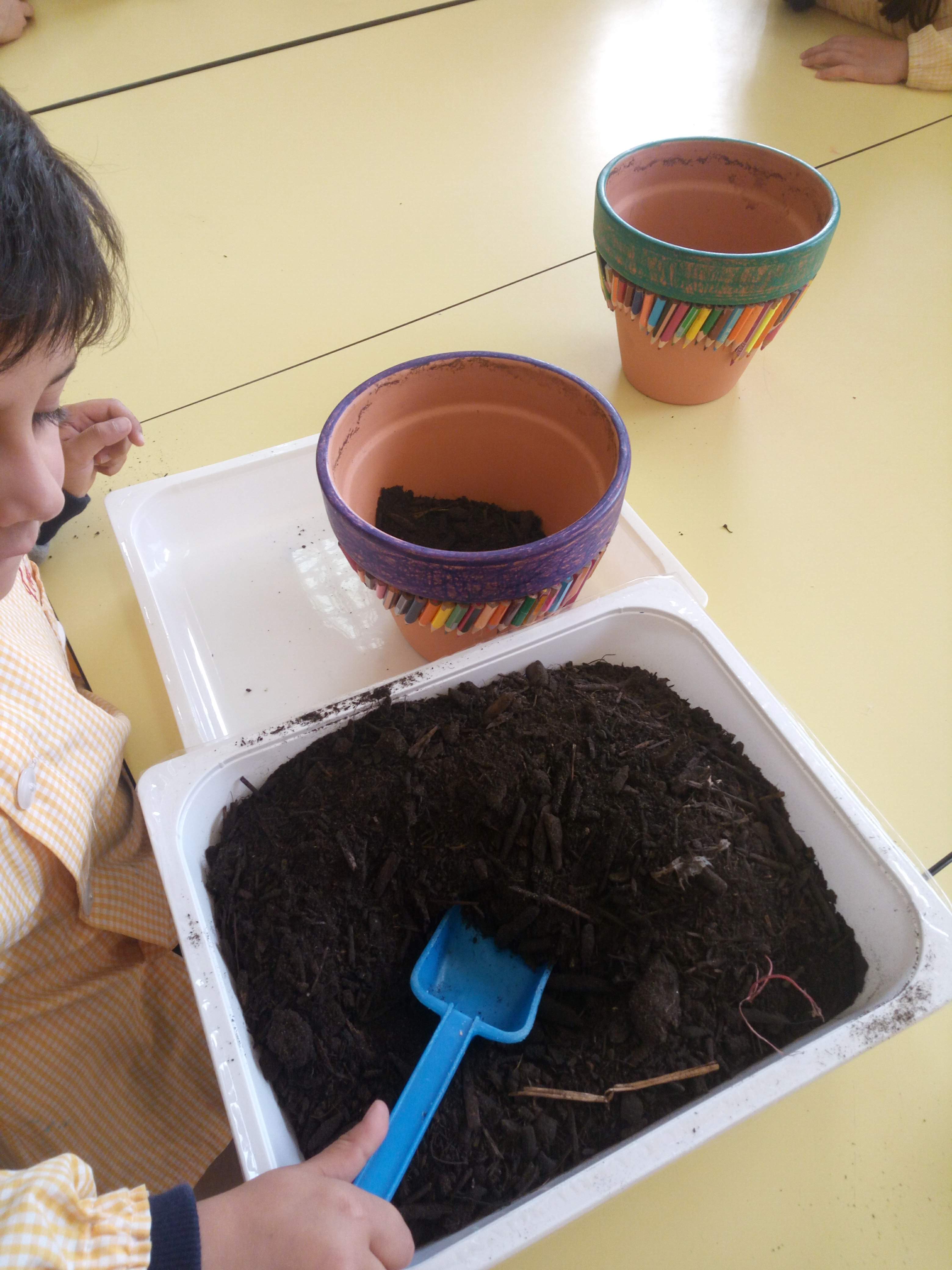 Utilizando vasos para semear