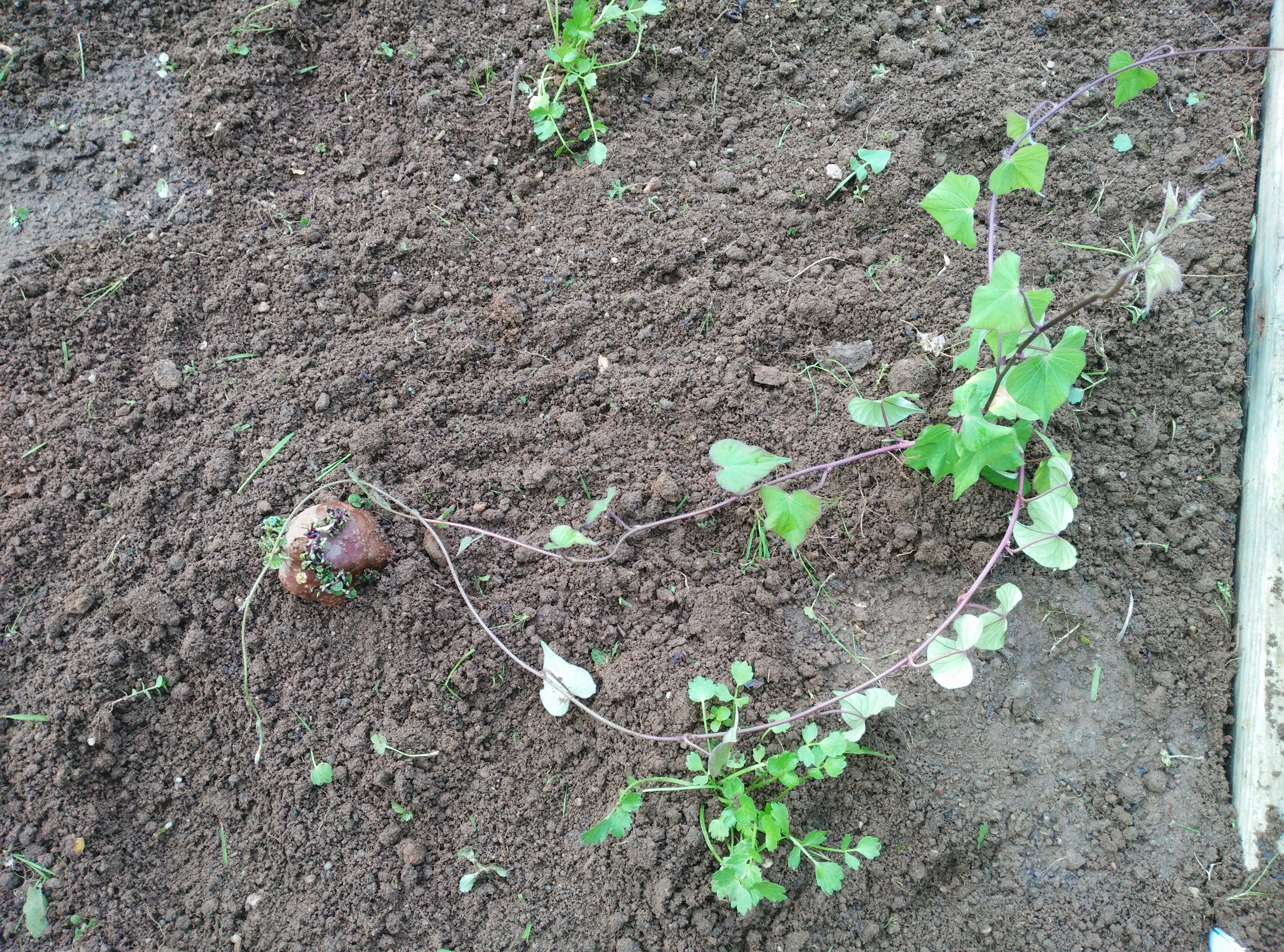 A nossa plantação de batata doce