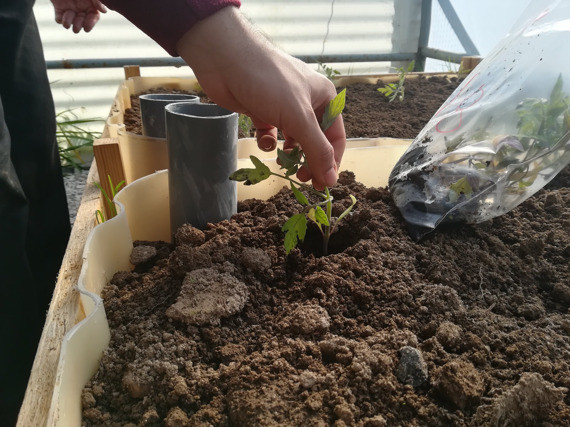 Plantação de tomateiros