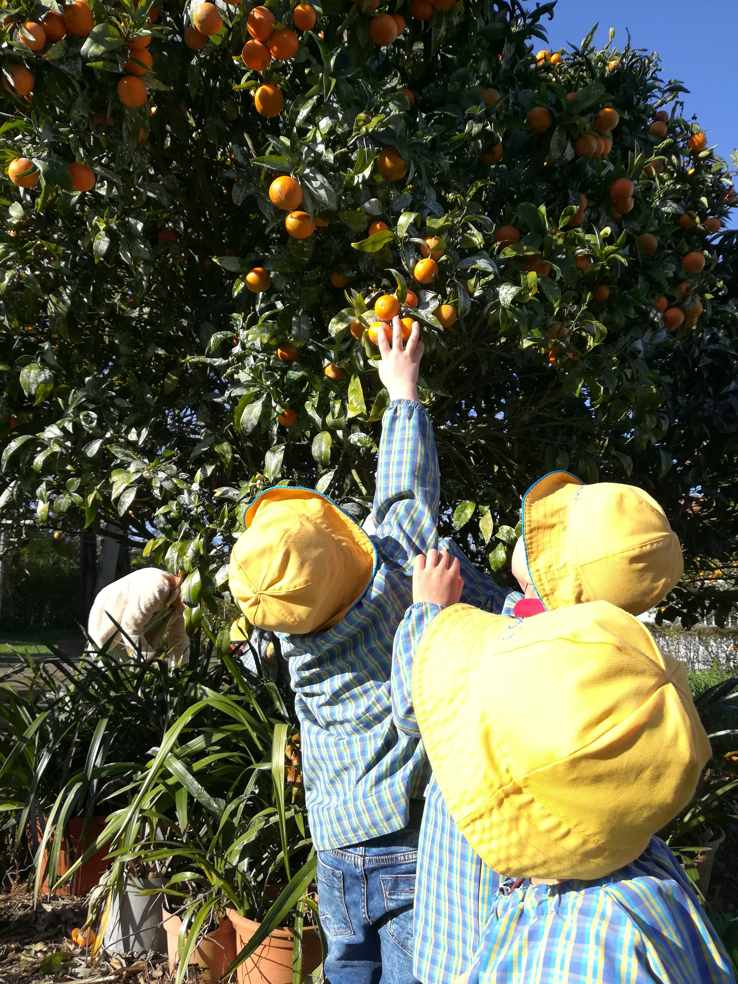 Colheita de tangerinas e laranjas