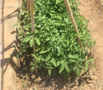 Tomateira - Planta crescida