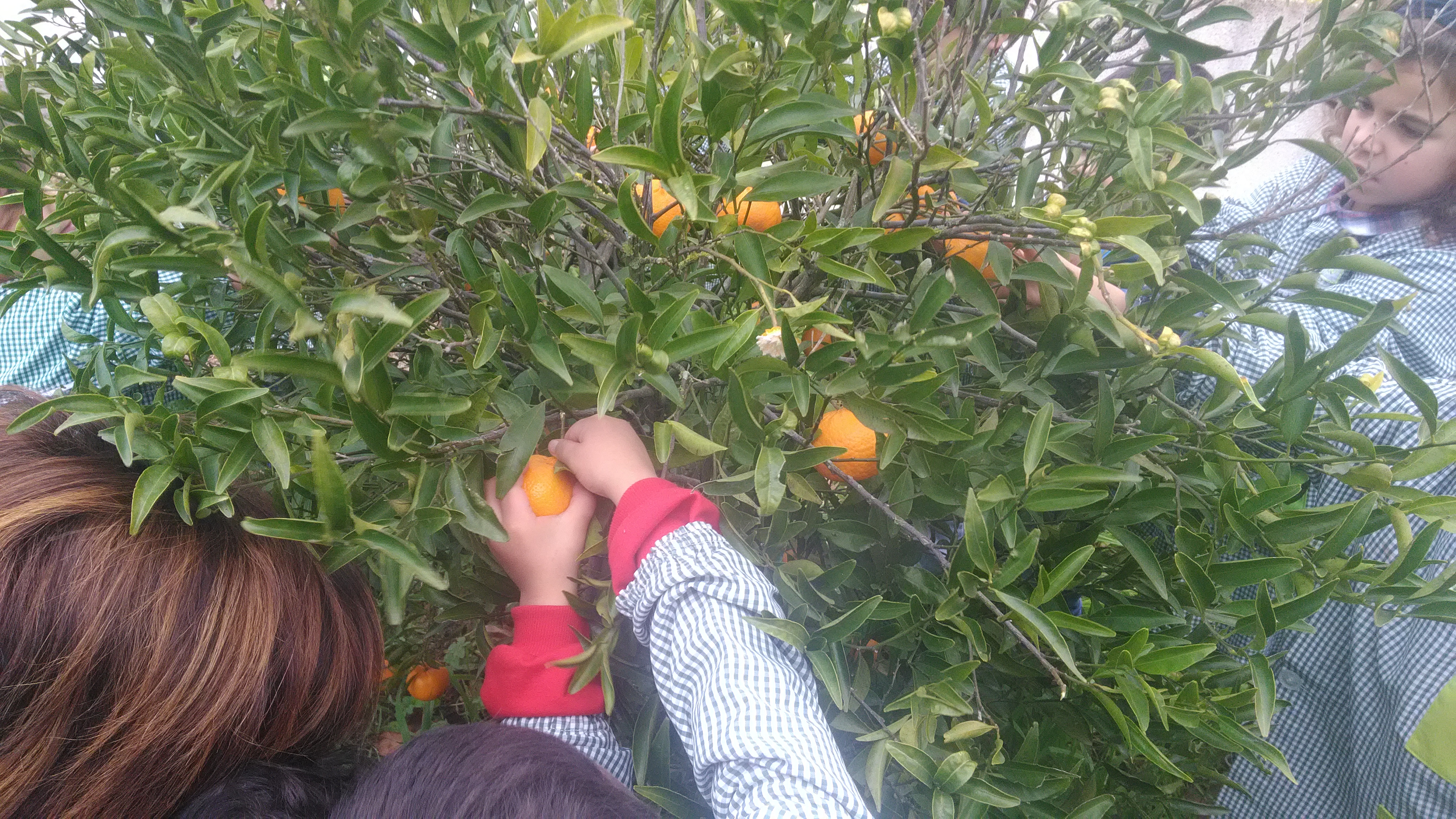 Colheita de Clementinas diretamente da árvore.
