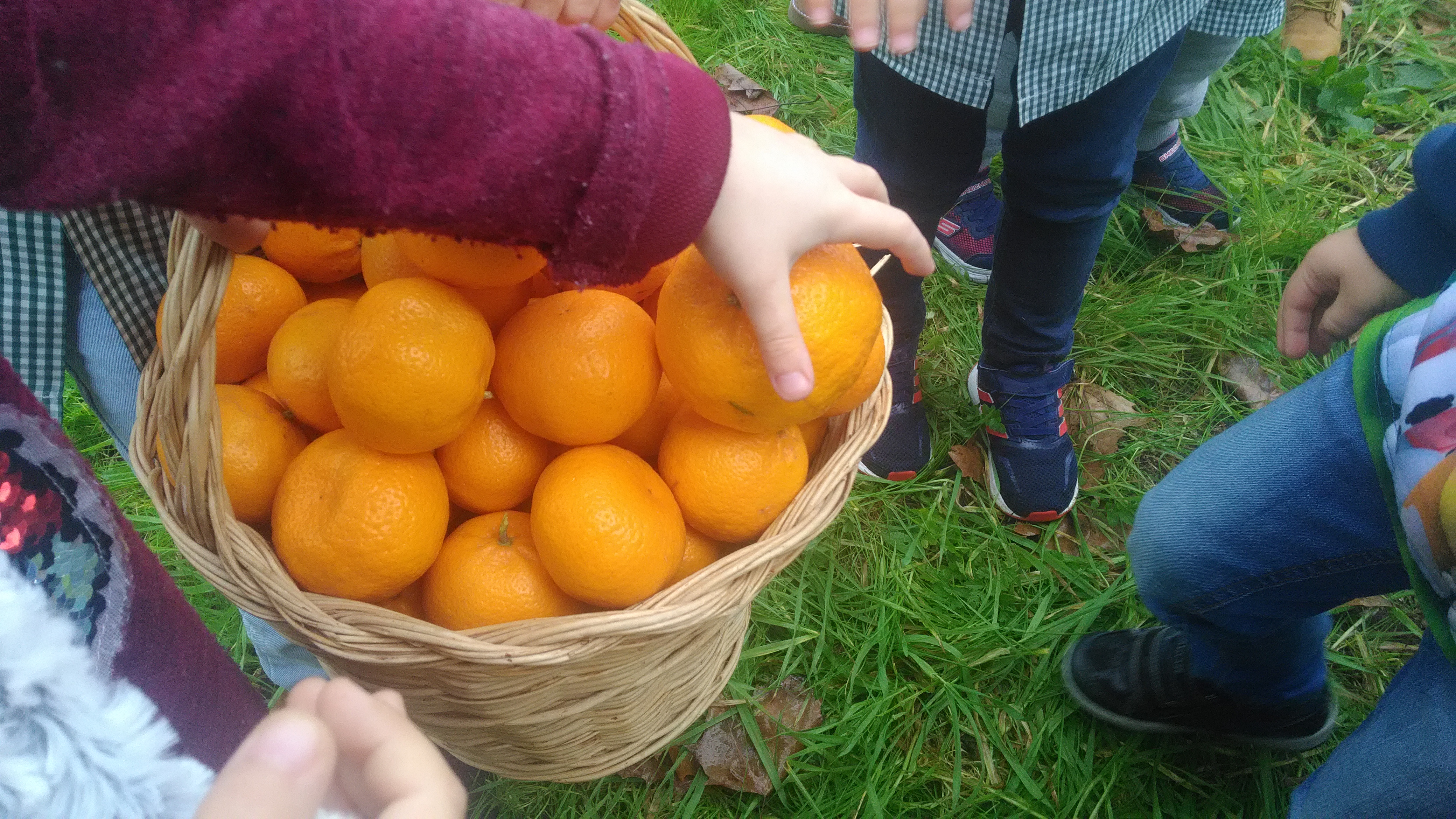 Colocação dos frutos na cesta.