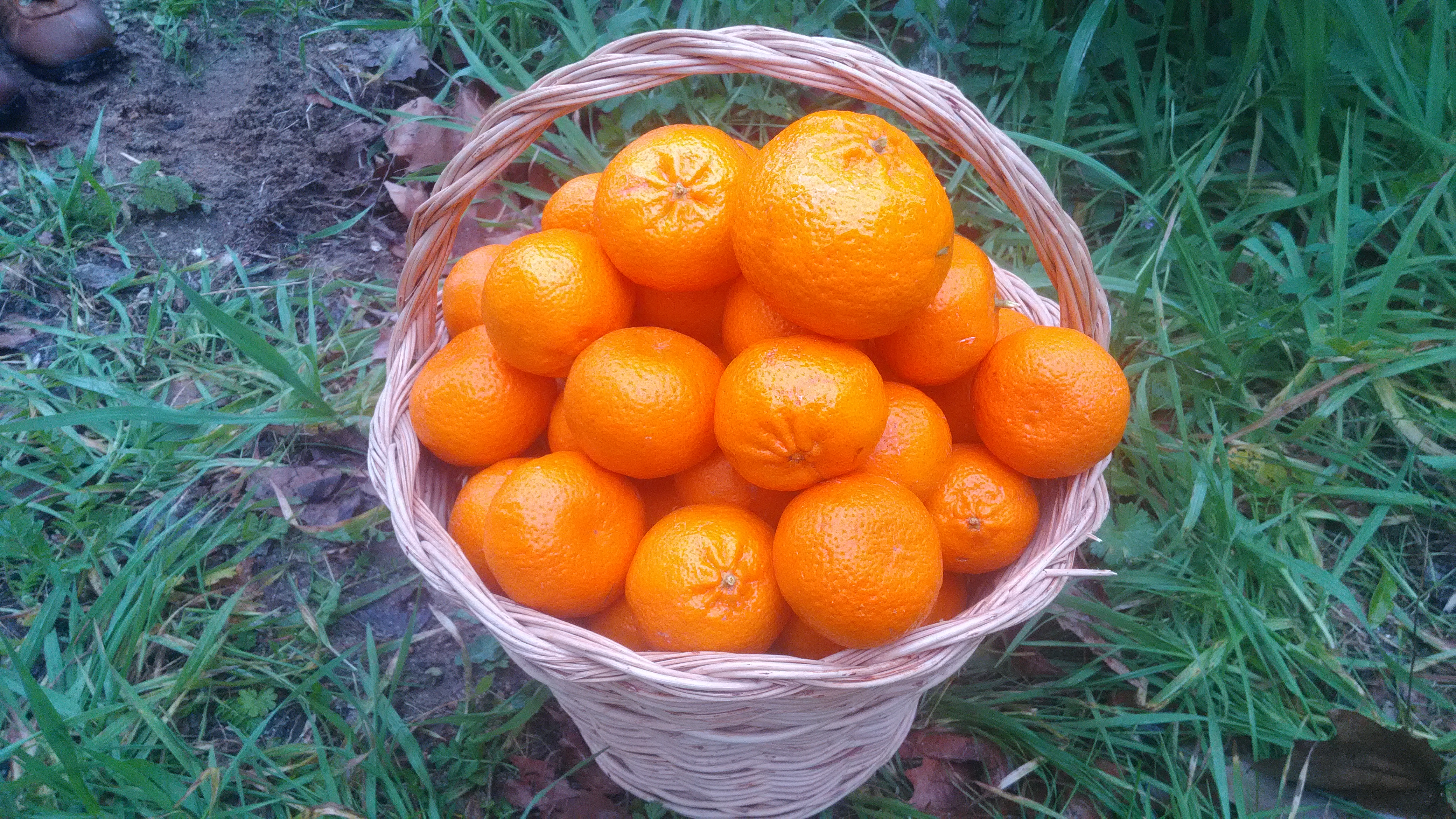 Colheita de laranjas