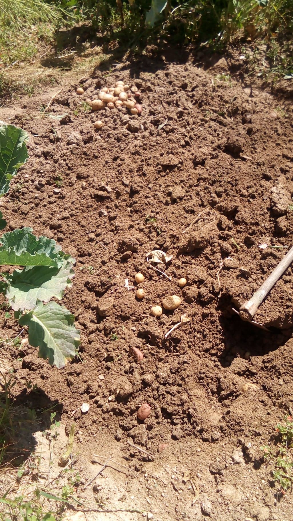 Arrancar primeiras batatas semeadas em fevereiro