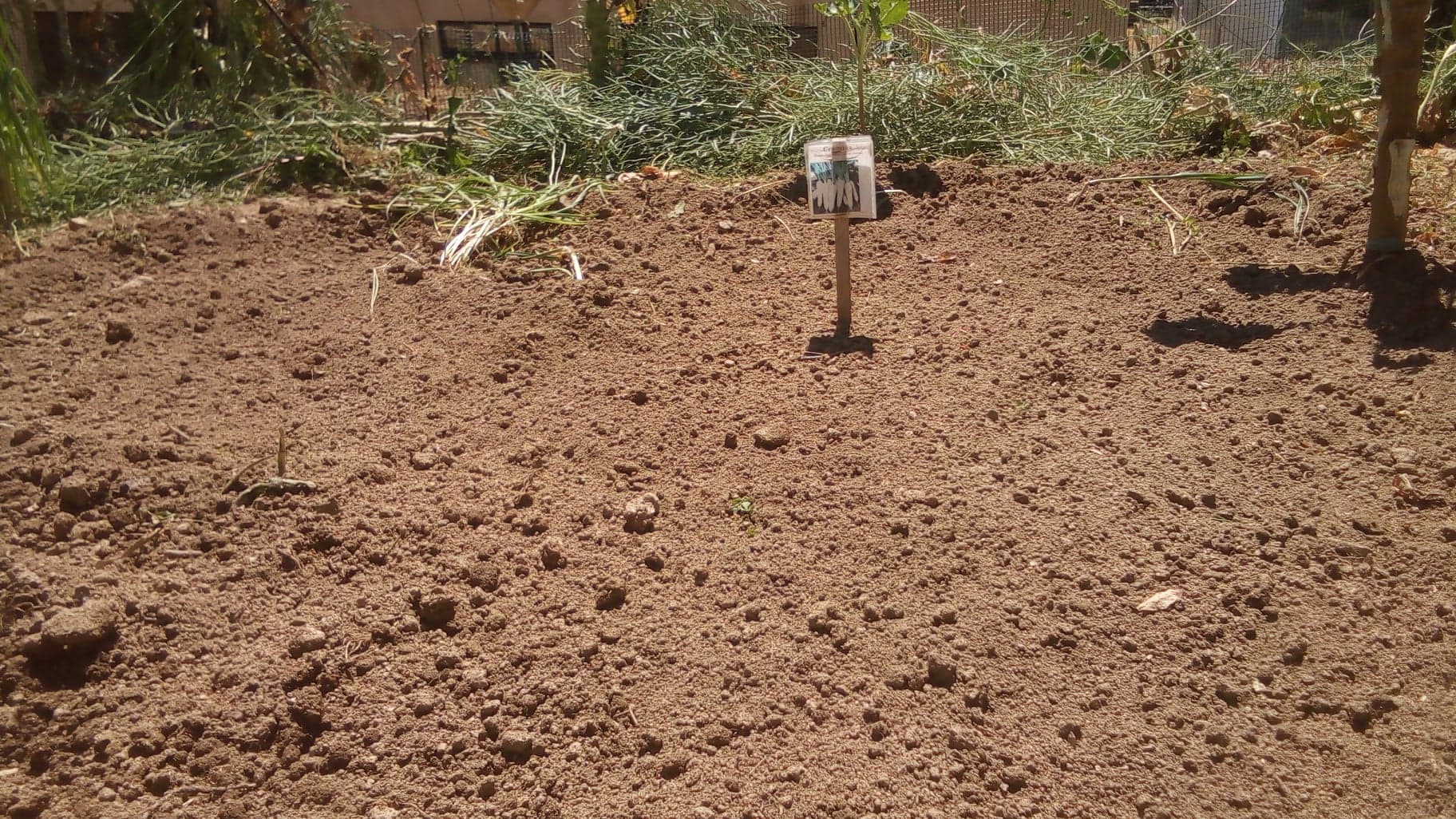 Arranjo da terra para semear cenouras