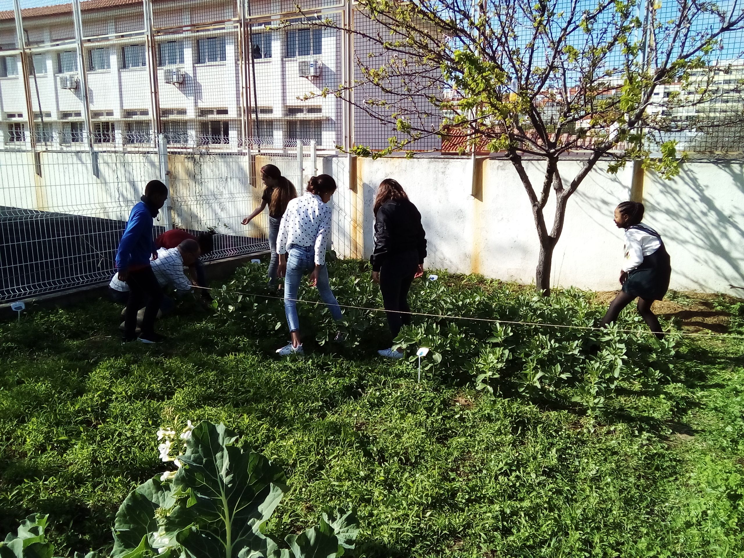 Manutenção e rega
Os alunos fazem a manutenção e rega da horta
