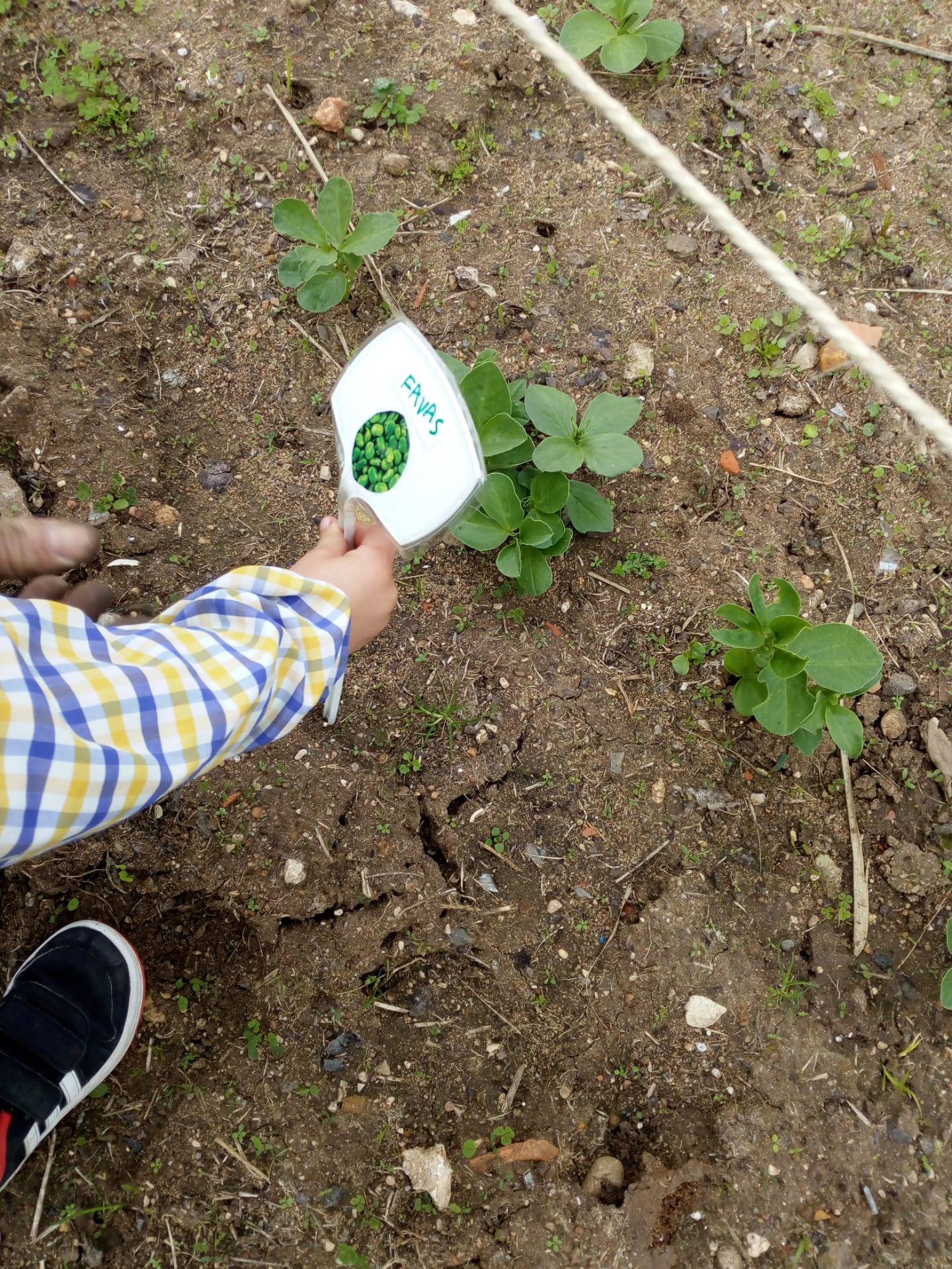 Observação/identificação
Na horta, os alunos do 9º ano e do pré-escolar observam crescimento dos alimentos cultivados e fazem a sua identificação.