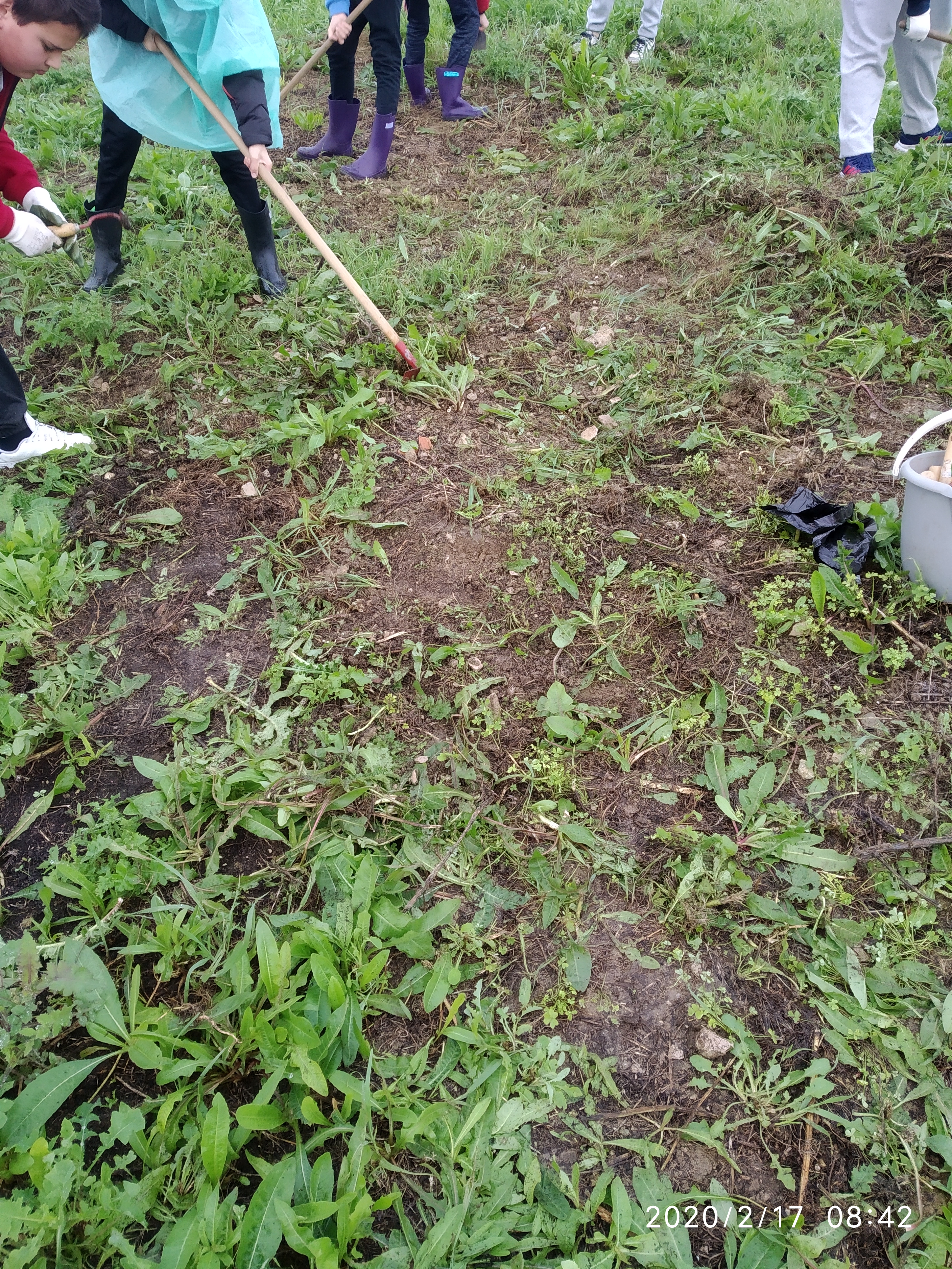 Os alunos do M6A e M8A trabalharam na horta para produzirem alimentos de forma sustentável. Começaram por arejar o solo, cavando com as enxadas.