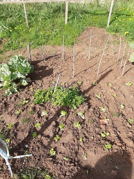 alfaces plantadas junto à hortelã que sobreviveu às "férias grandes"