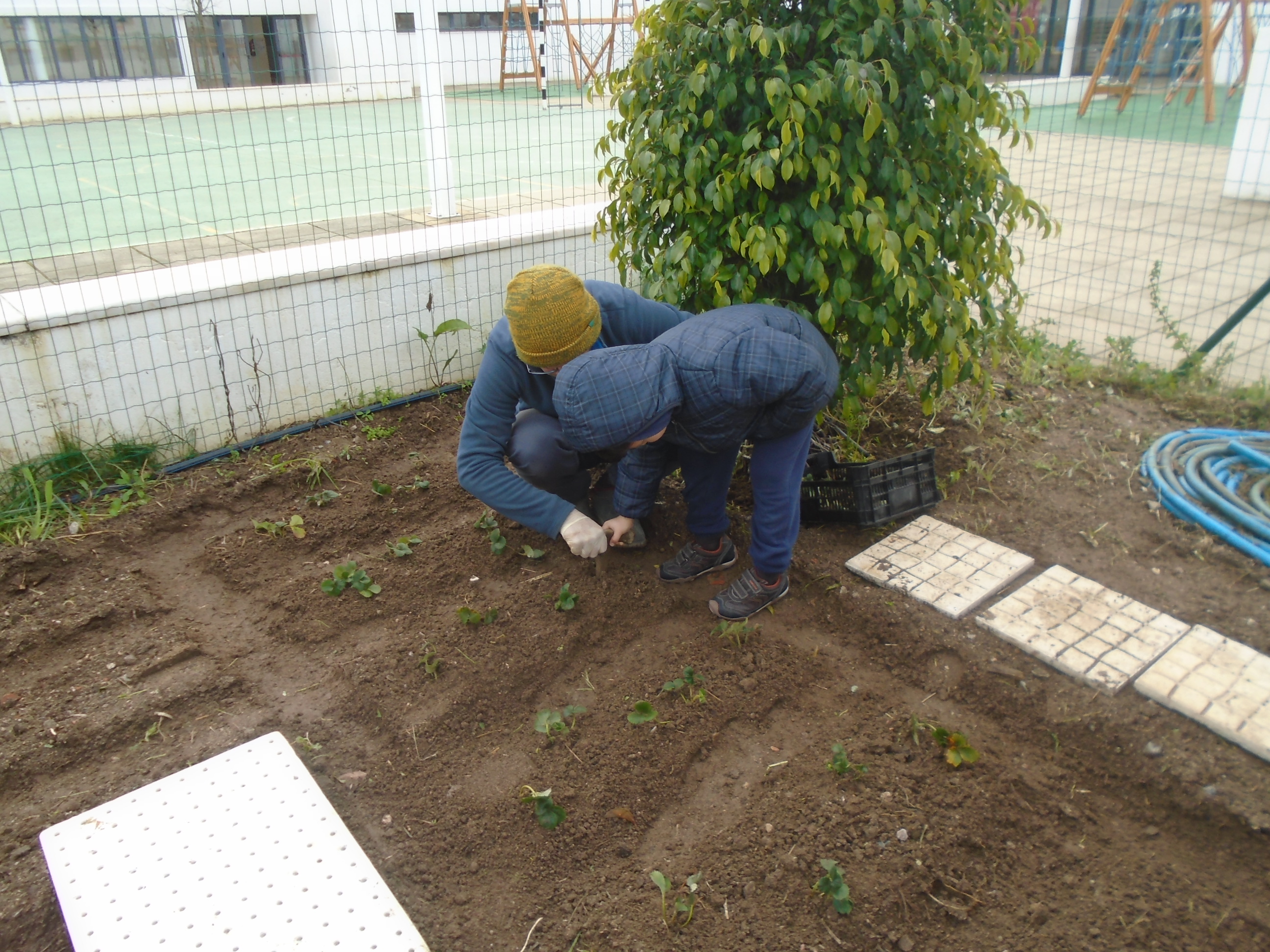 As turmas do pré escolar plantaram morangos com a ajuda dos pais.