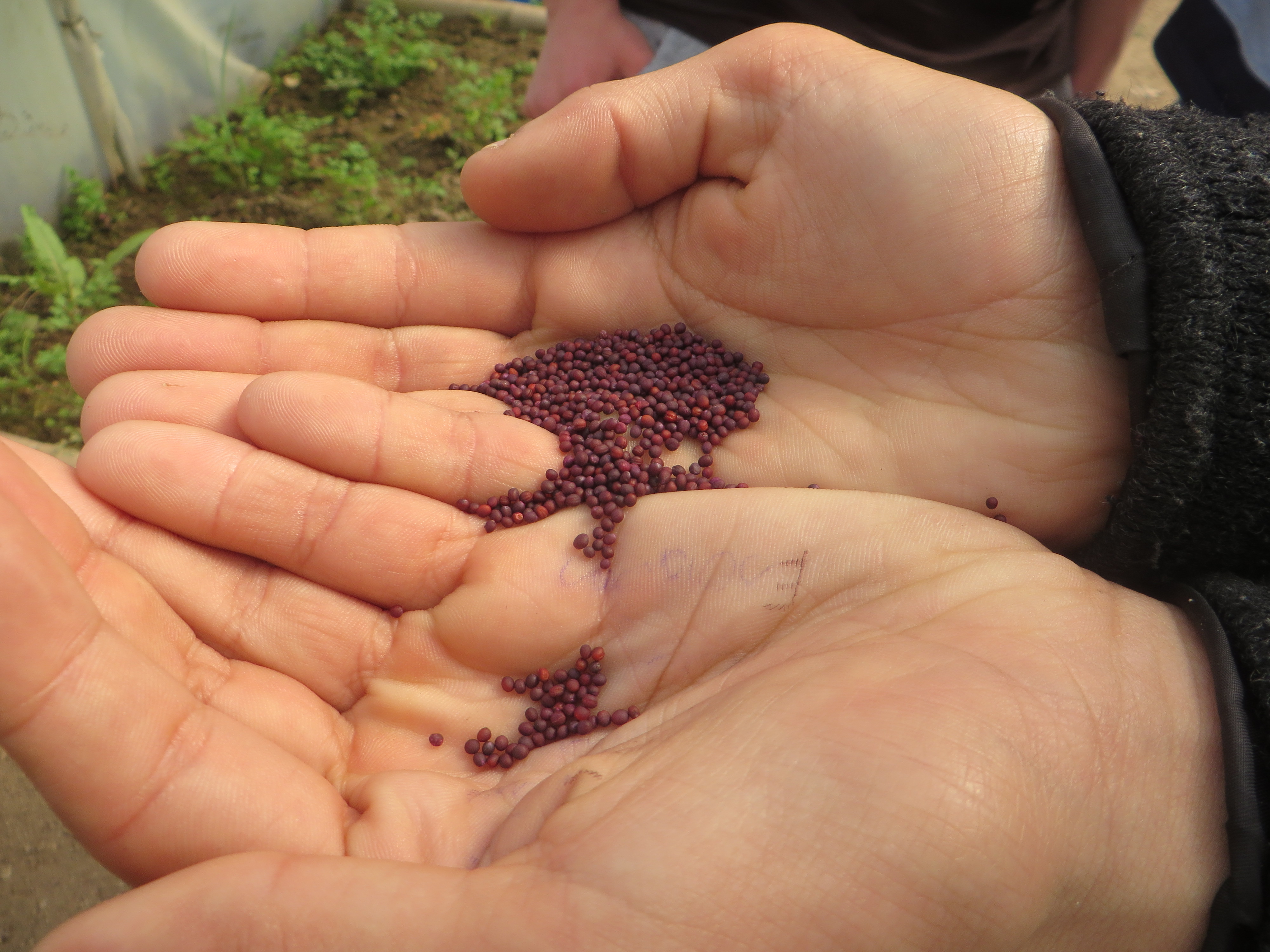 4-	EBSCC Horta Bio (Estufa) – sementes de nabo para semear.