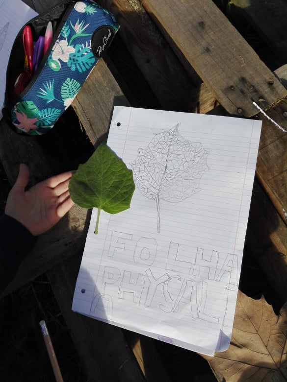 Desenhar a folha de Physalis.