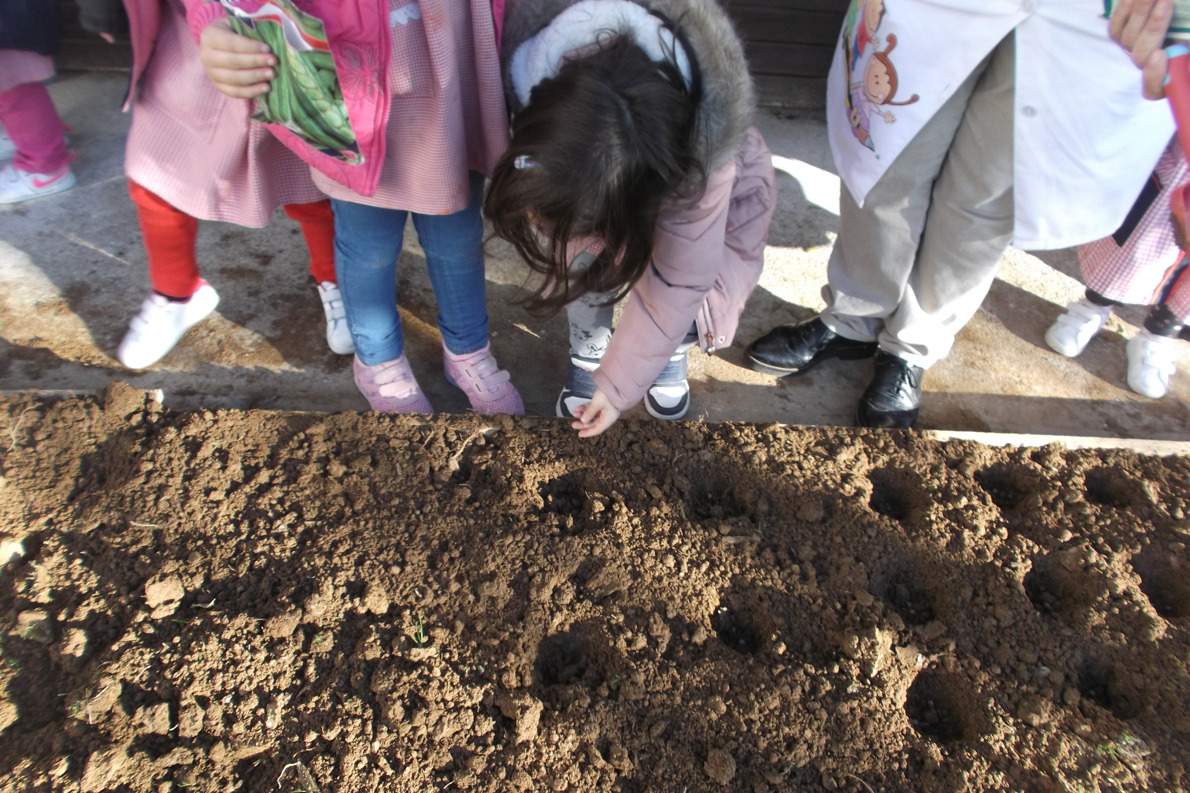 Depois de terem feito buracos na terra as crianças também semearam favas.