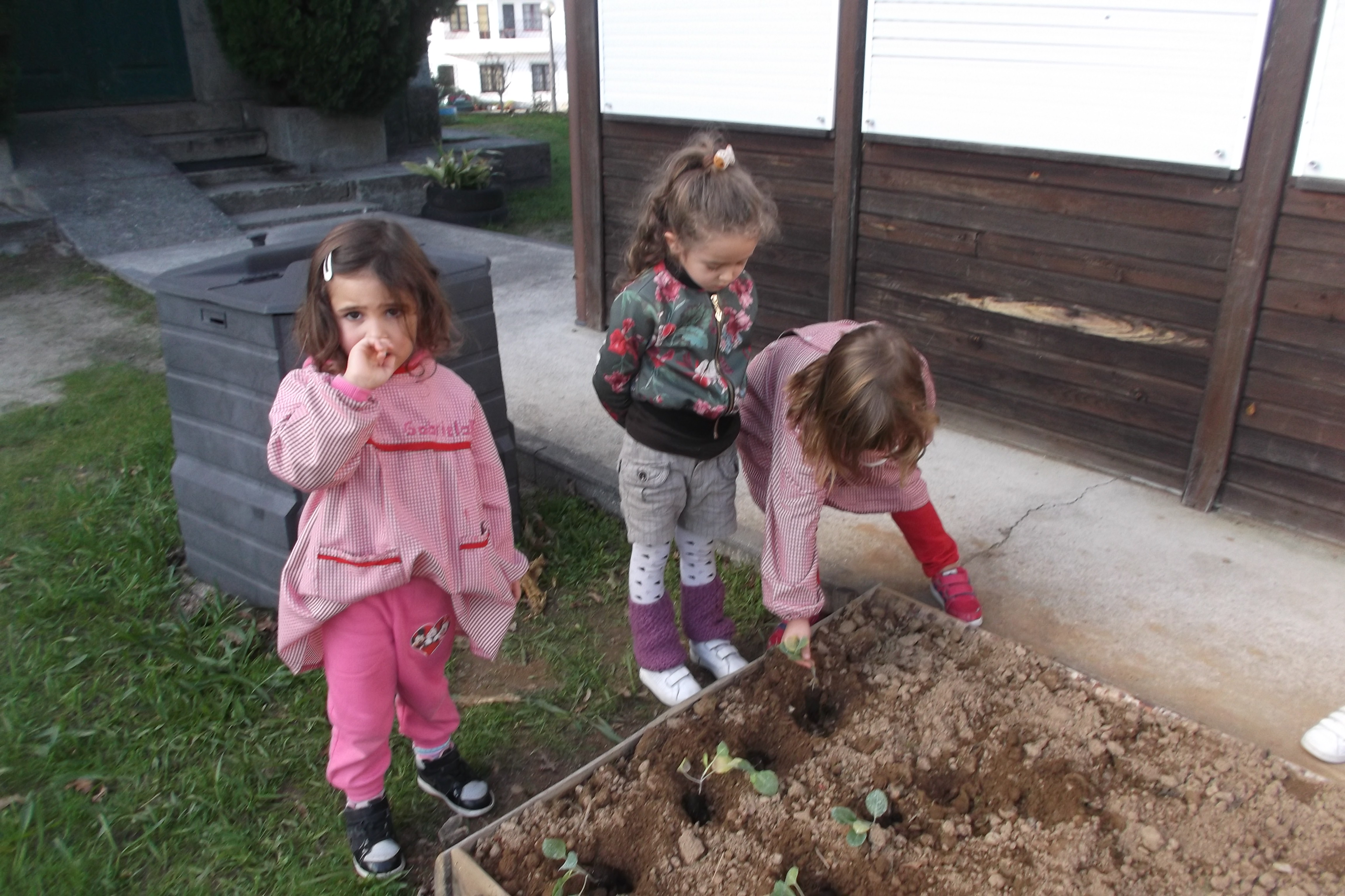 As crianças também plantaram couve galega para depois experimentarem fazer caldo verde.