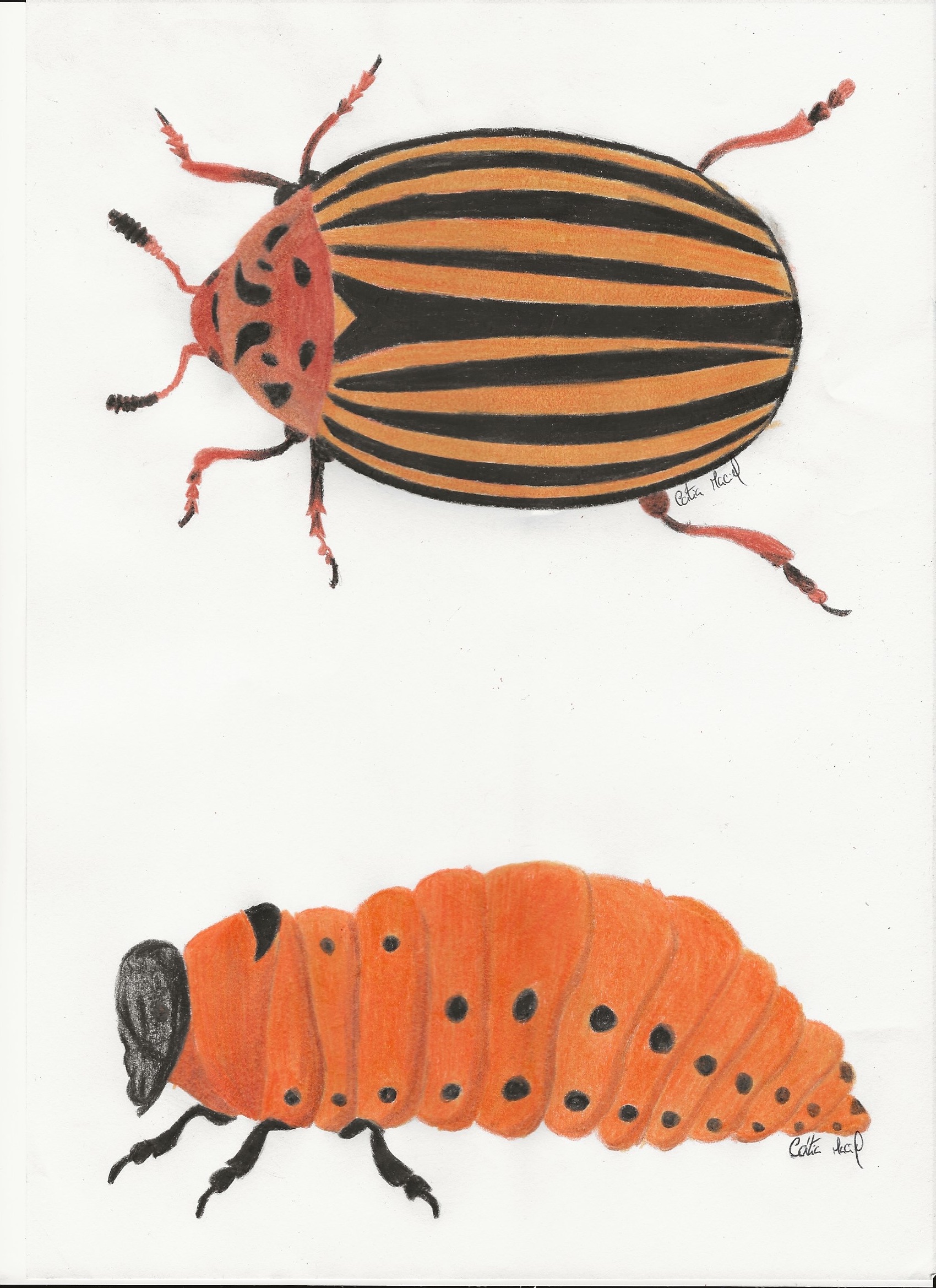 Leptinotarsa decemlineata - Escaravelho da batata
