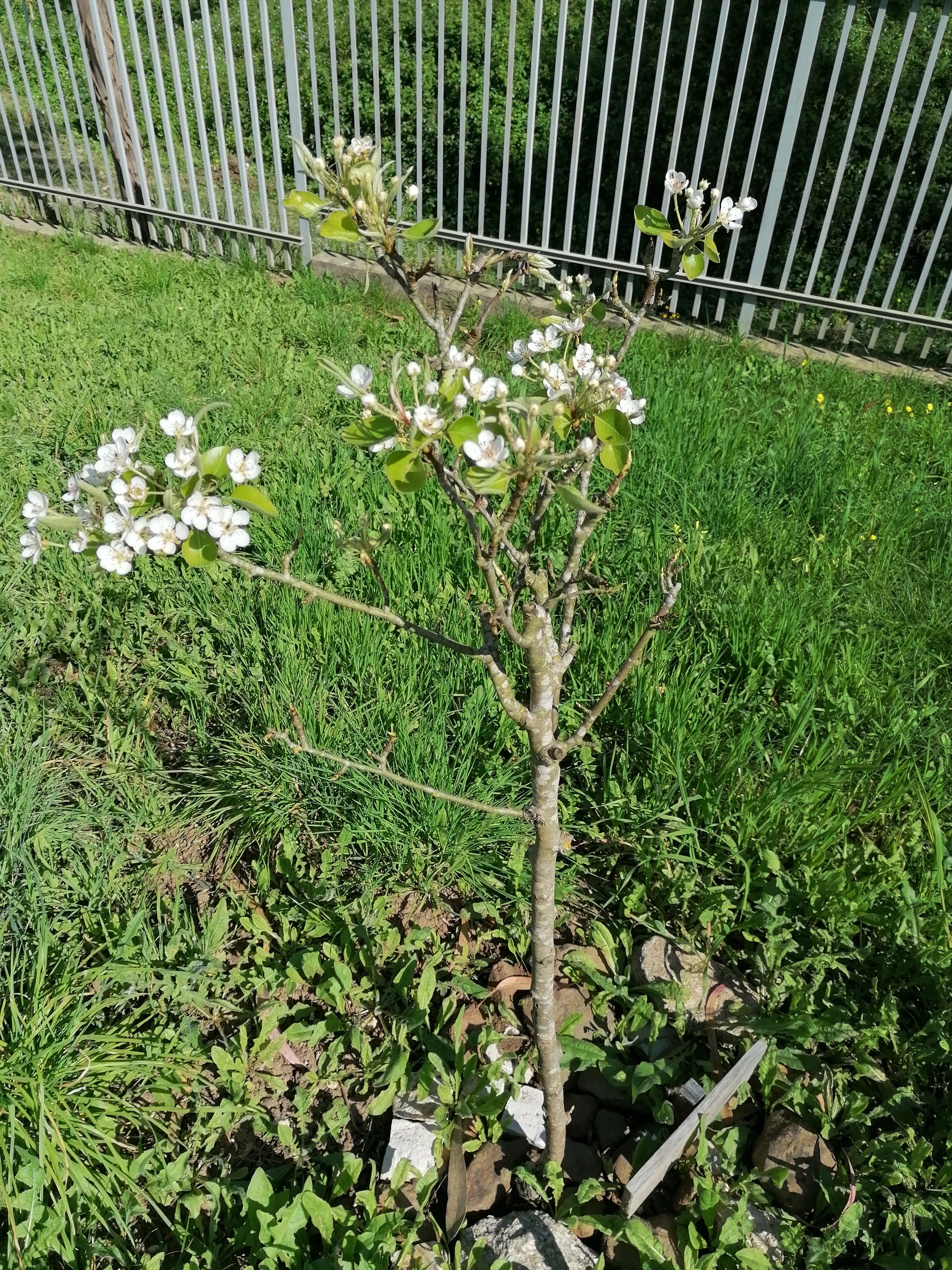 Pereira do pomar em floração: plantada há dois anos, por alunos, professores e assistentes operacionais.