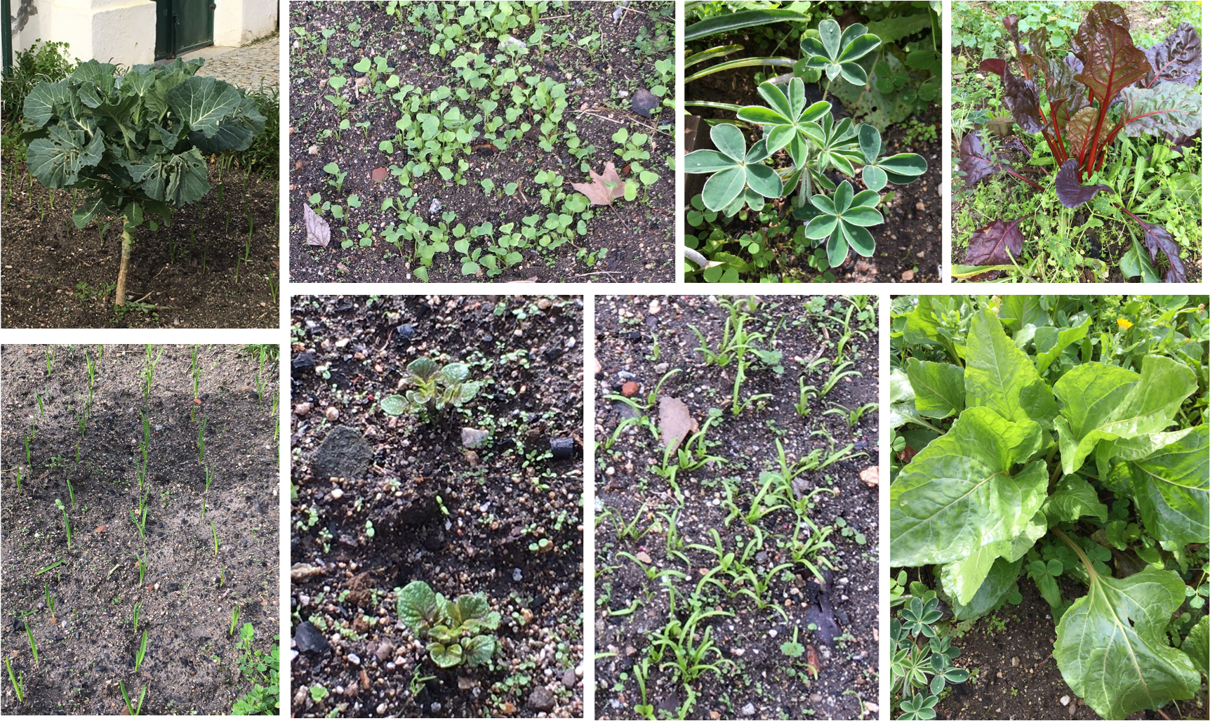 No fim de janeiro, as culturas da nossa horta estão assim: couves, tremoceiros, rabanetes, beterrabas, alhos, batatas, espinafres e acelgas.