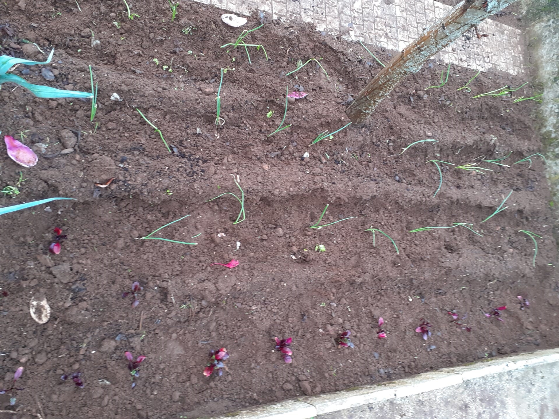 Plantaram-se couves, alfaces, cenouras, beterrabas, coentros, cebolas.
Semearam-se batatas e favas.
