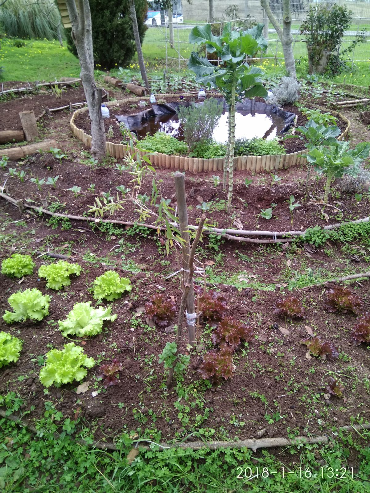 Cultivo em mandala e consórcio com plantação de variedade de legumes.
