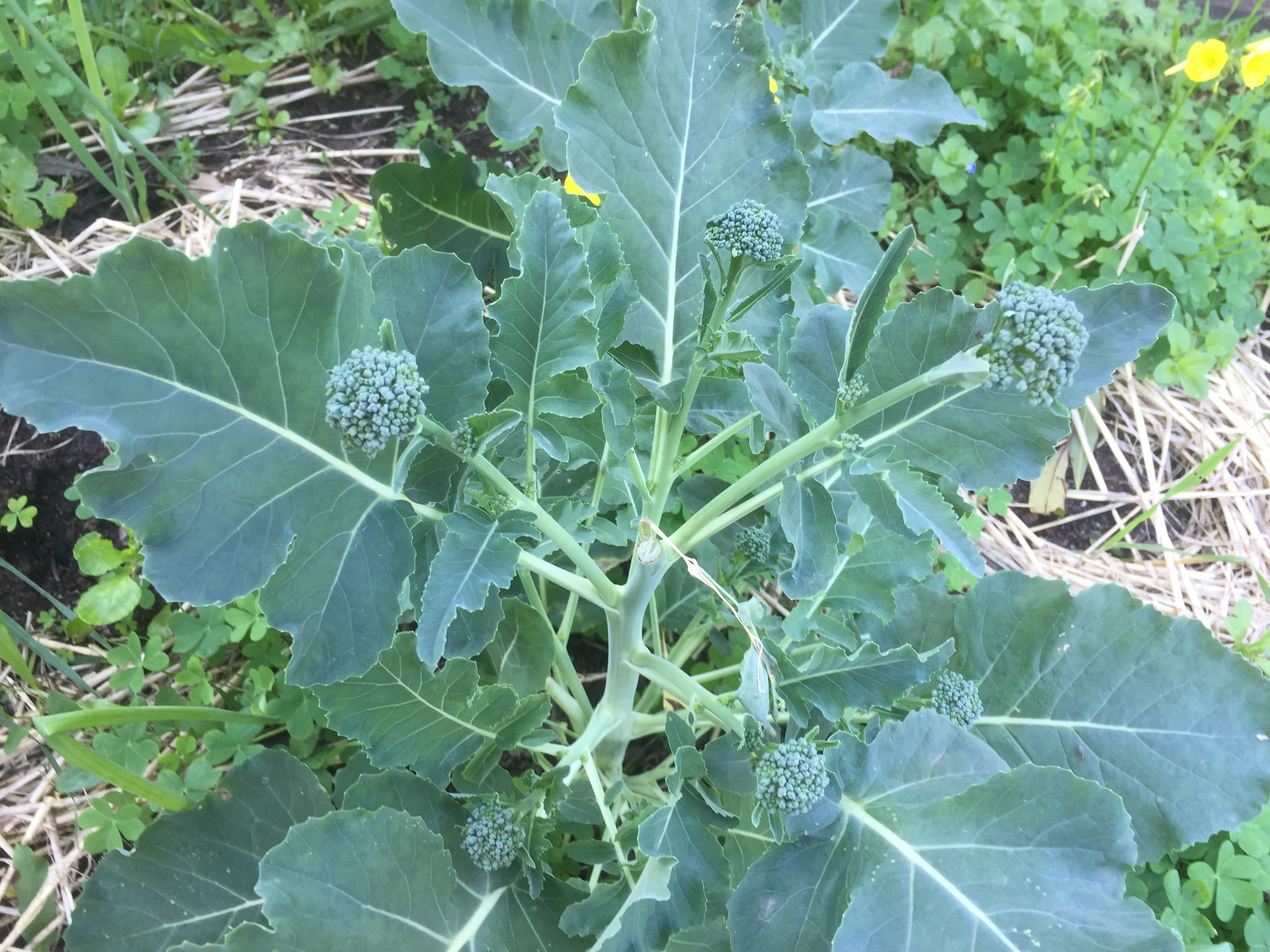 Cultivo de legumes na horta- bróculos.