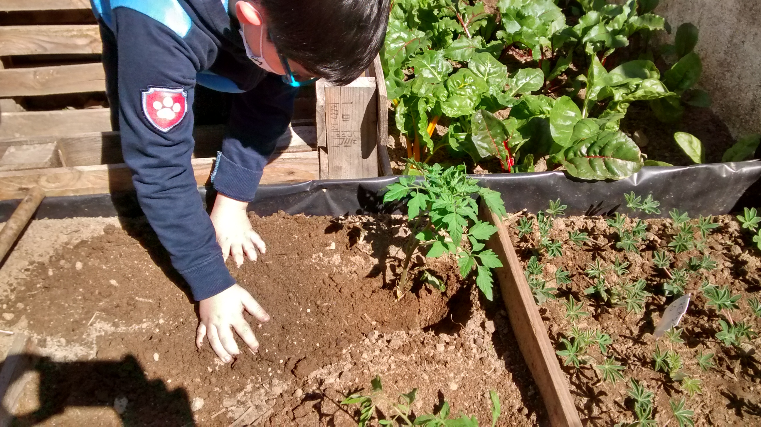 Workshop de plantação com culturas de primavera - tomateiros