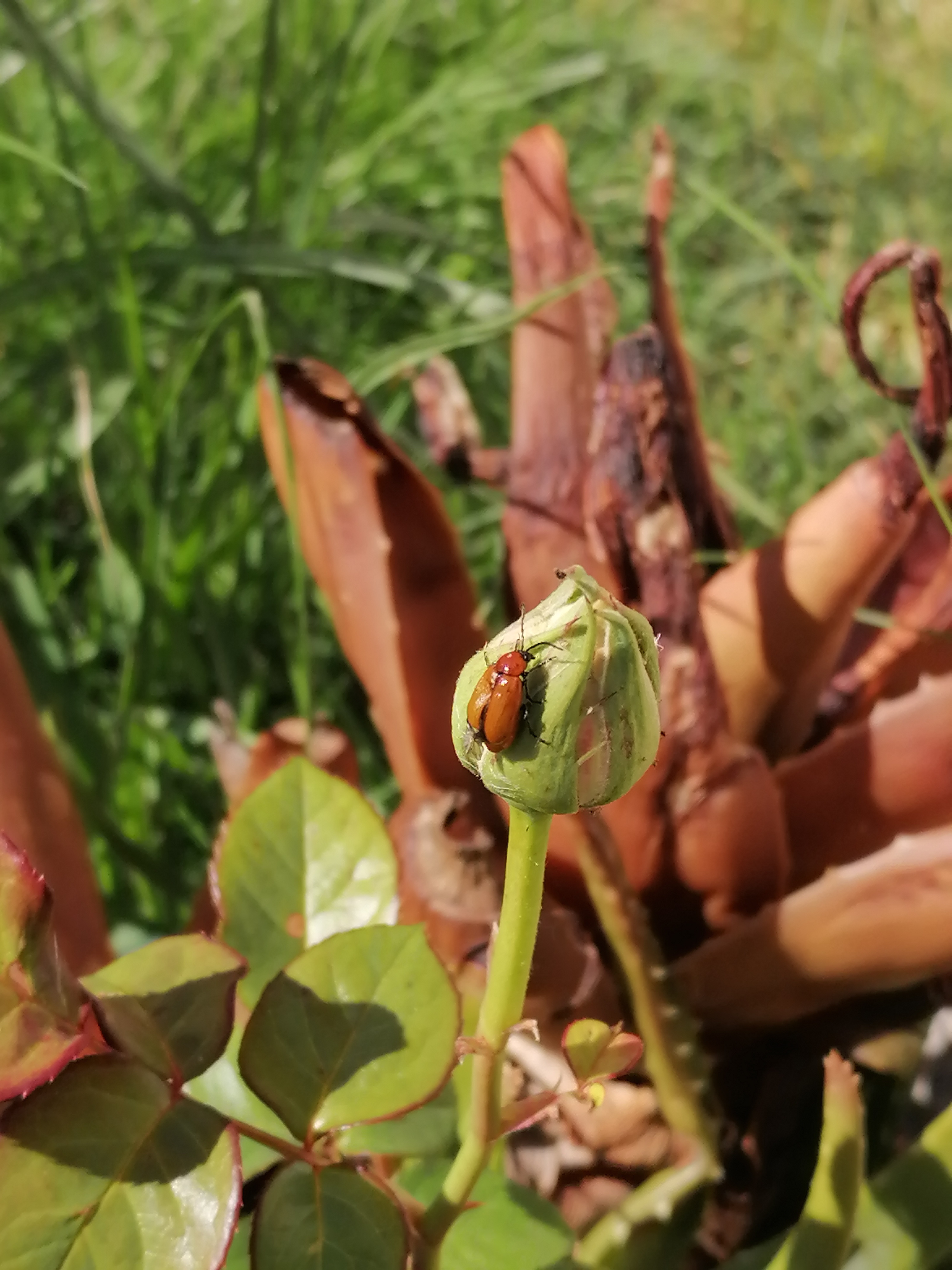 joaninha na horta - Coccinella septempunctata
