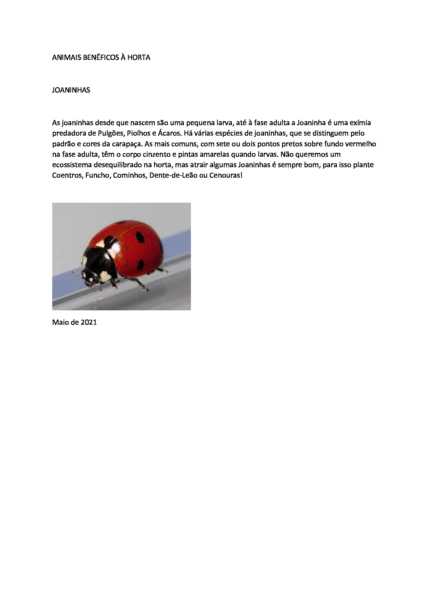 inseto benéfico à horta pedagógica e biológica: joaninha