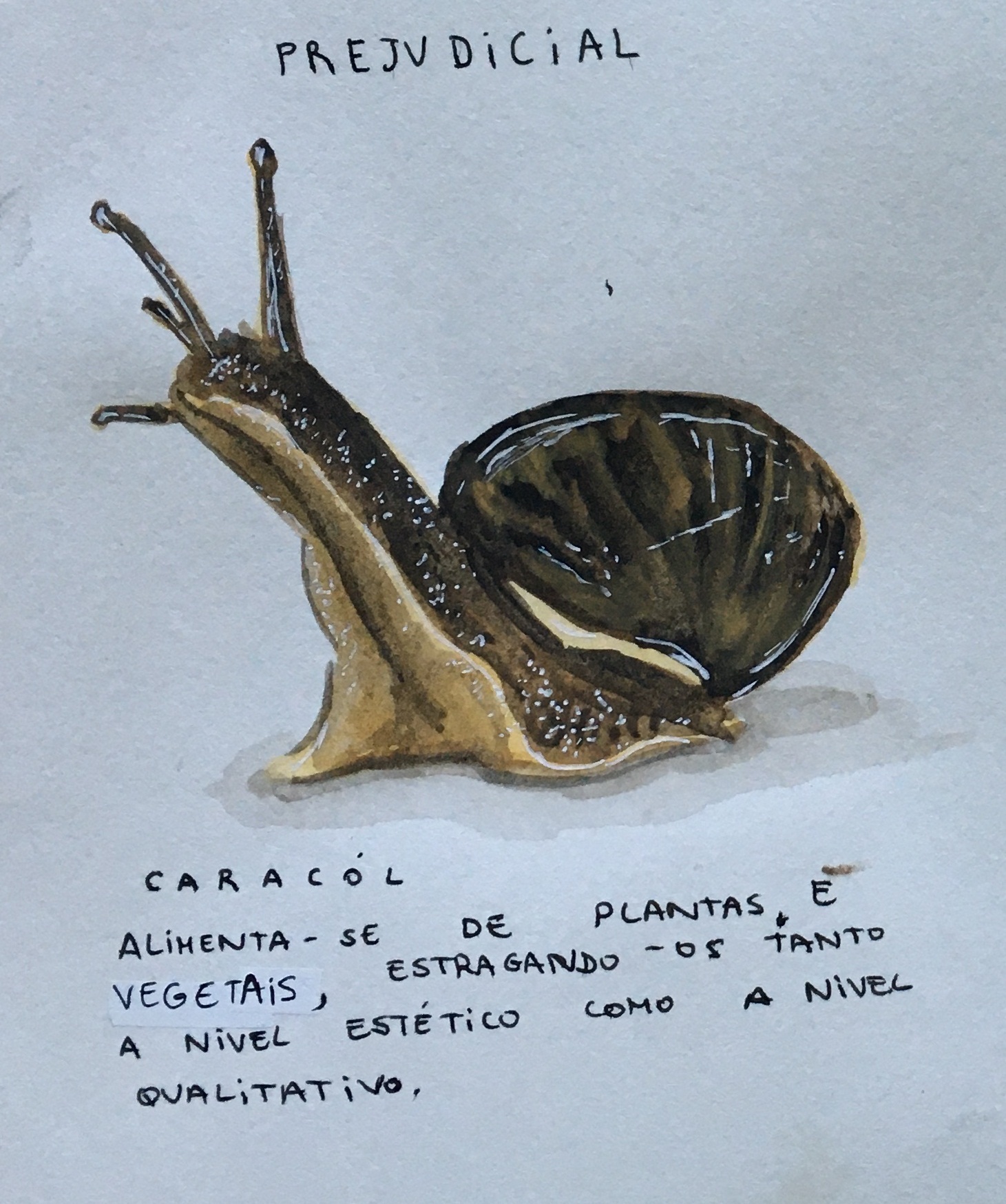 Ilustração Científica "Caracol" de António Rodrigues-EBS Ourém