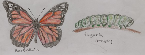 Lagarta / borboleta
