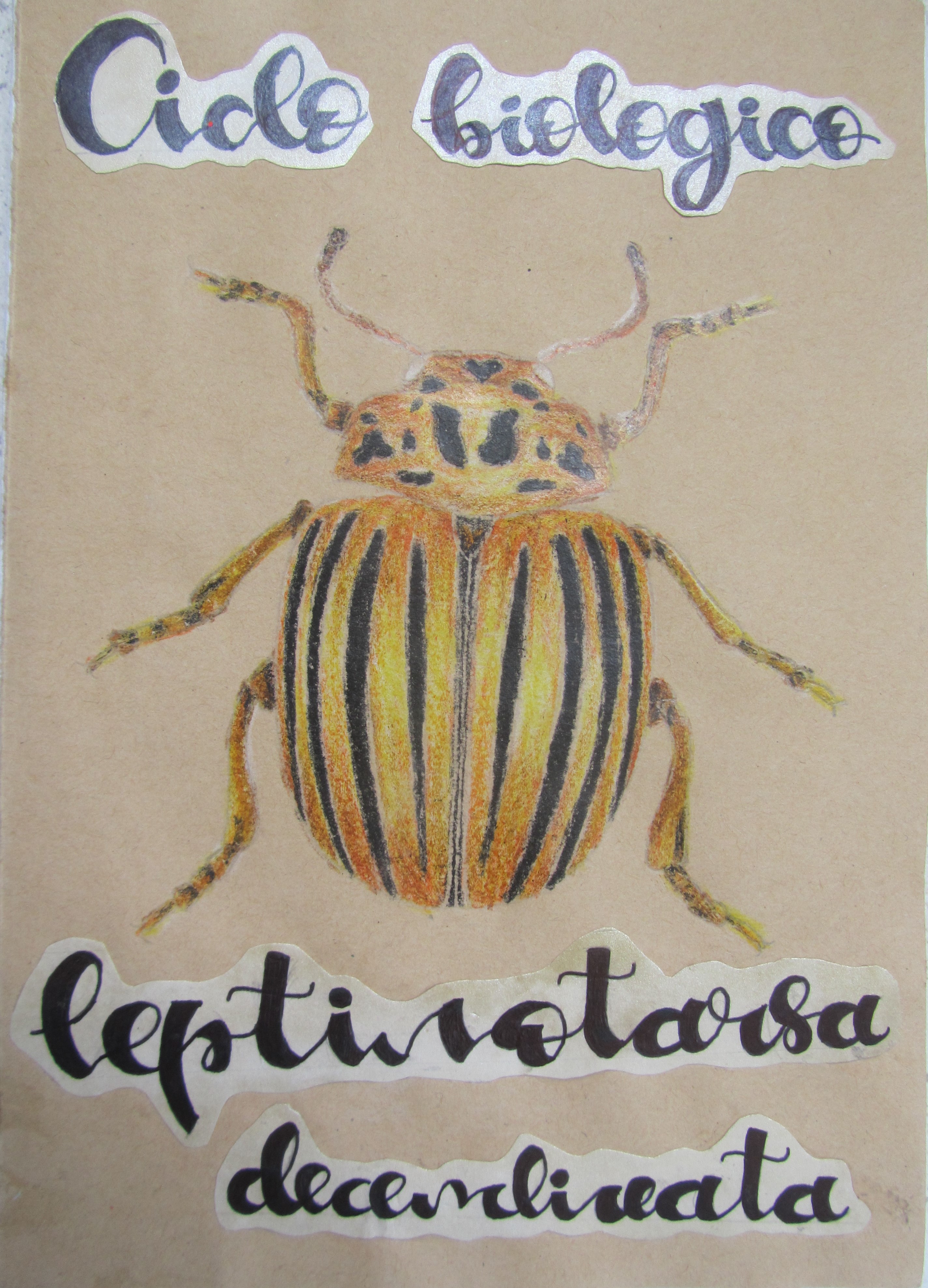 Leptinotarsa decemlineata- escaravelho da batata. Capa do livro