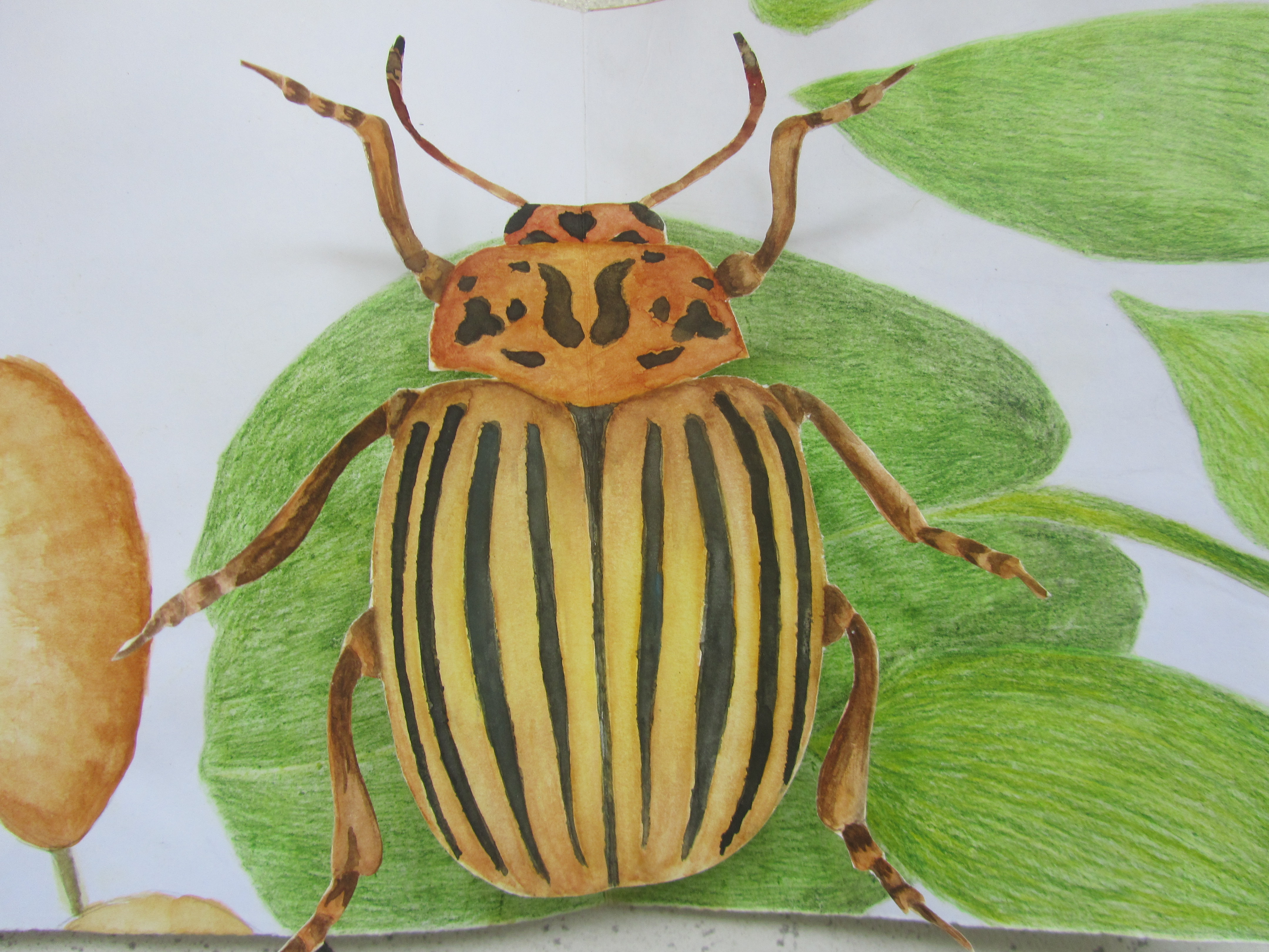 Escaravelho em pop up (aguarela e lápis de cor)