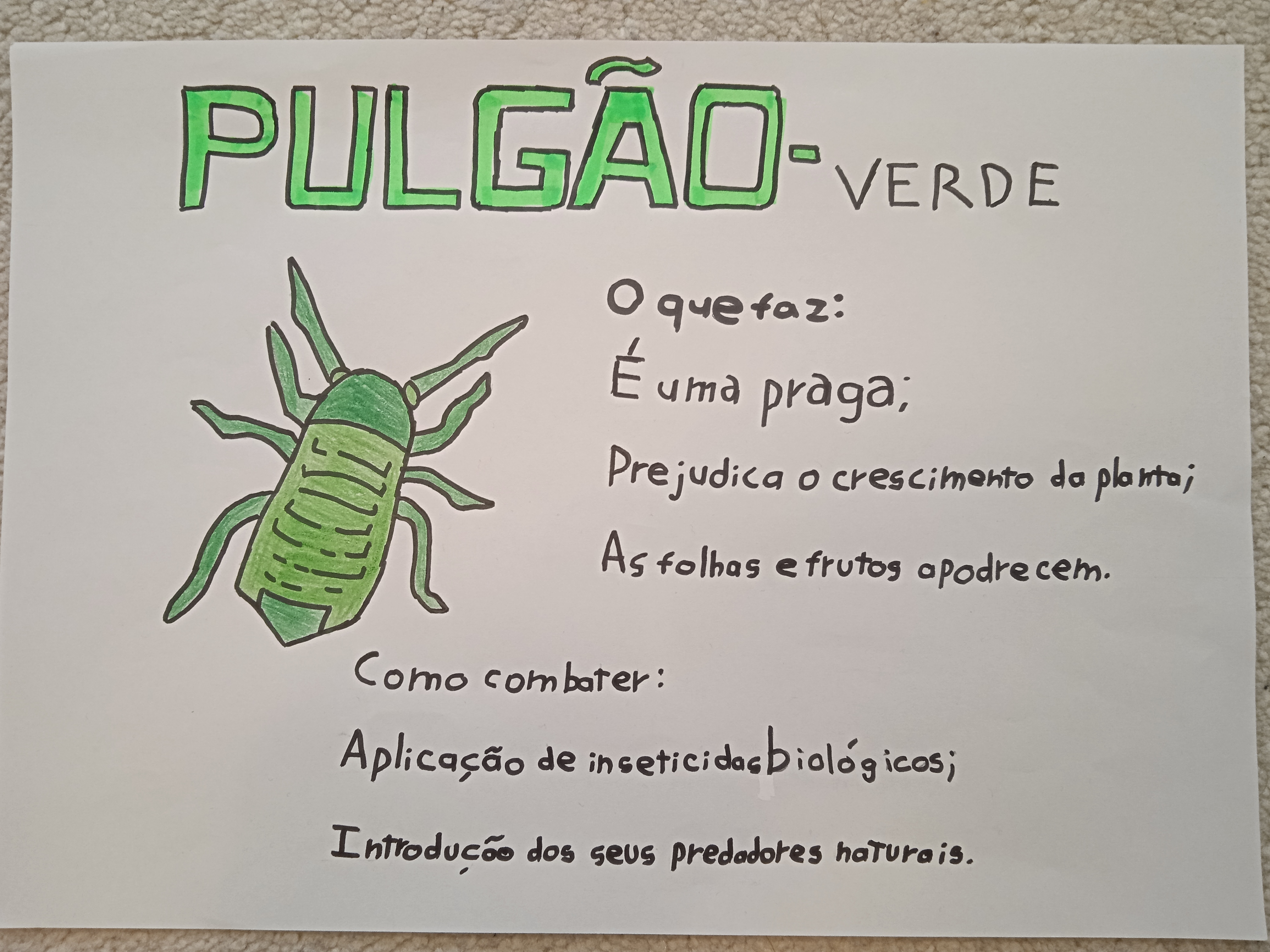 Espécies prejudiciais - Pulgão (Myzus persicae)