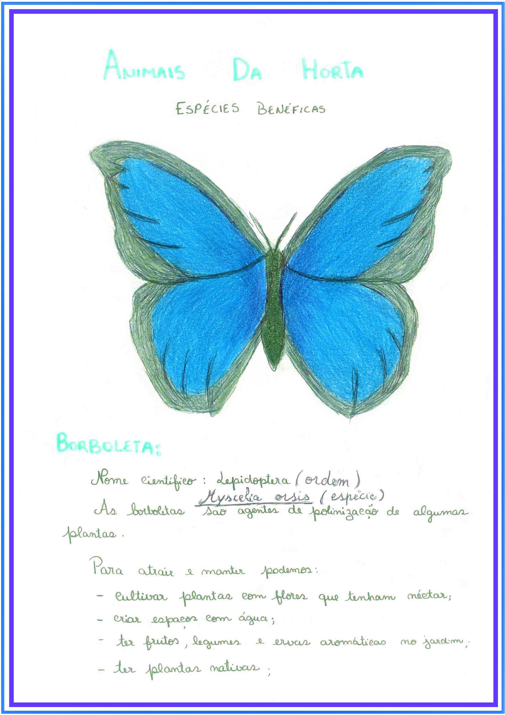Borboleta Azul da espécie Myscelia orsis.