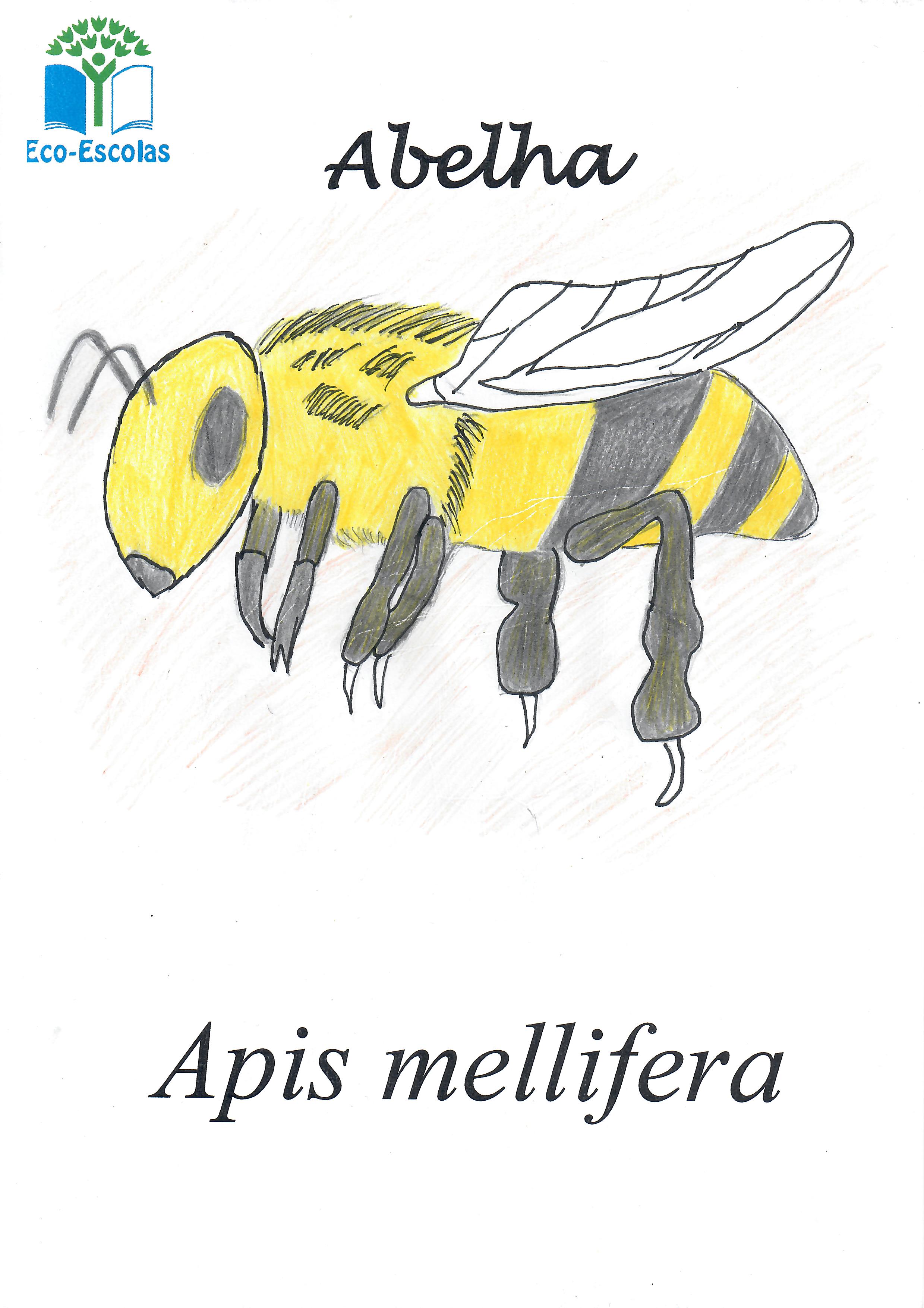 Abelha - Apis mellifera