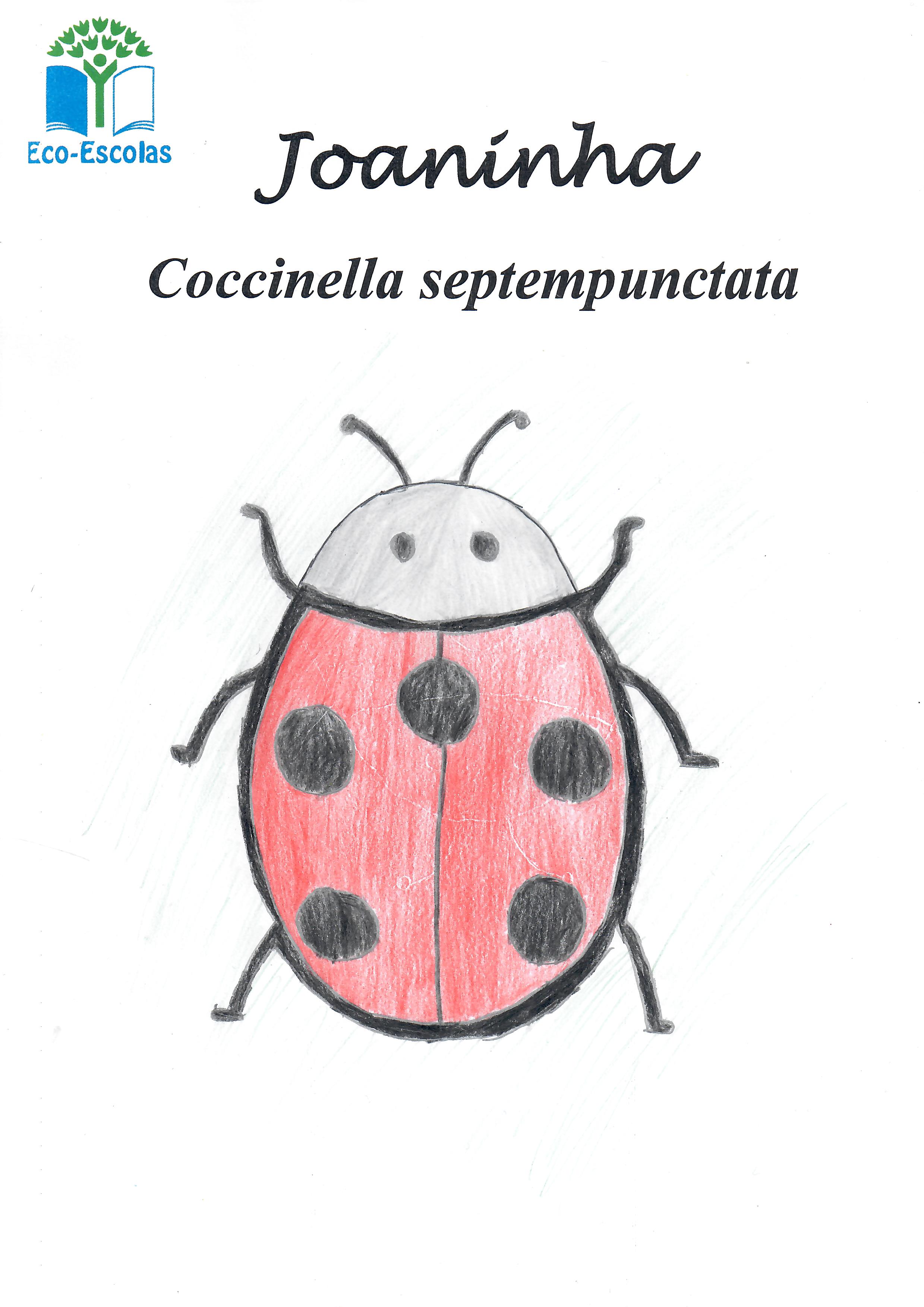 Joaninha - Coccinella septempunctata