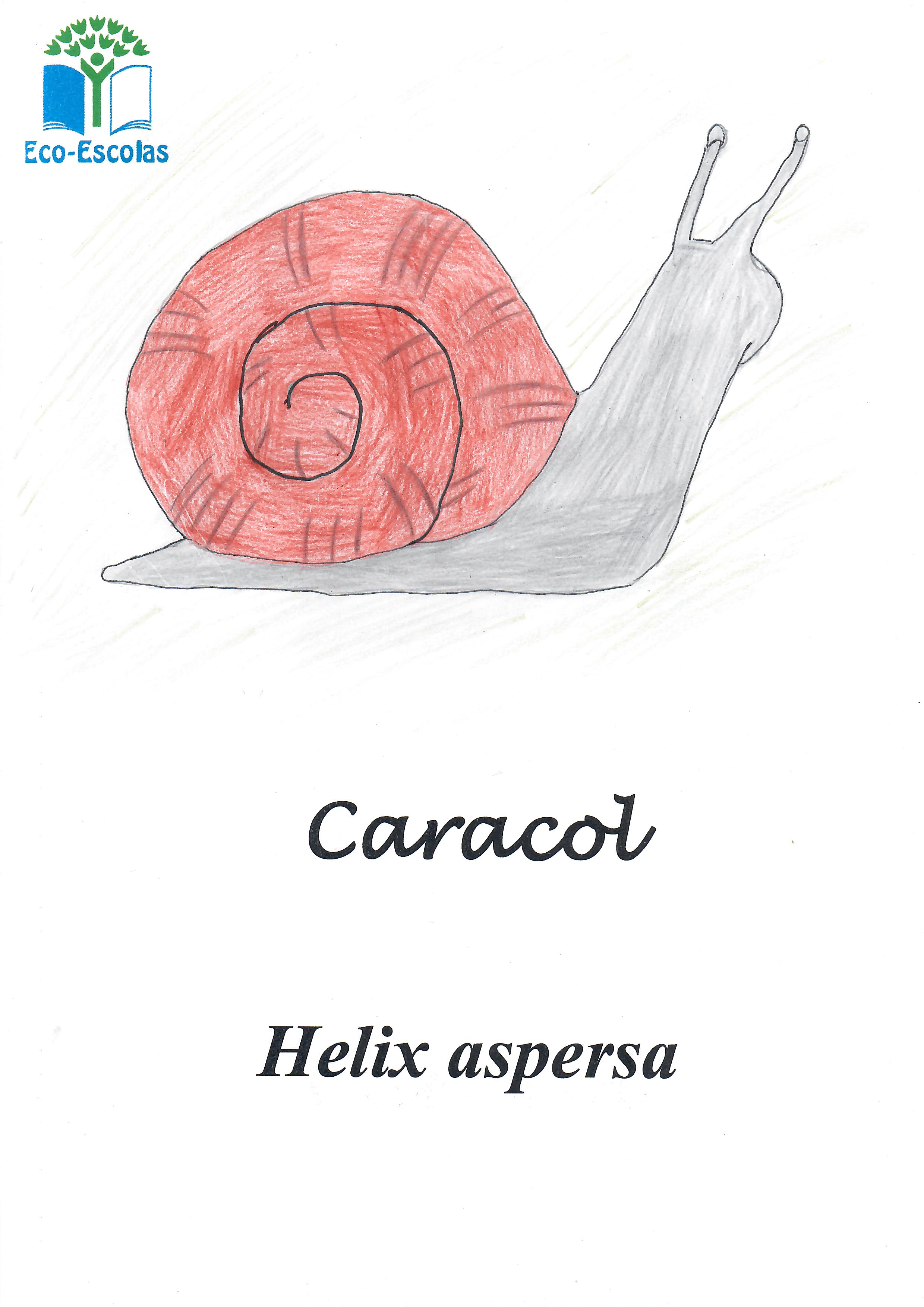 Caracol - Helix aspersa