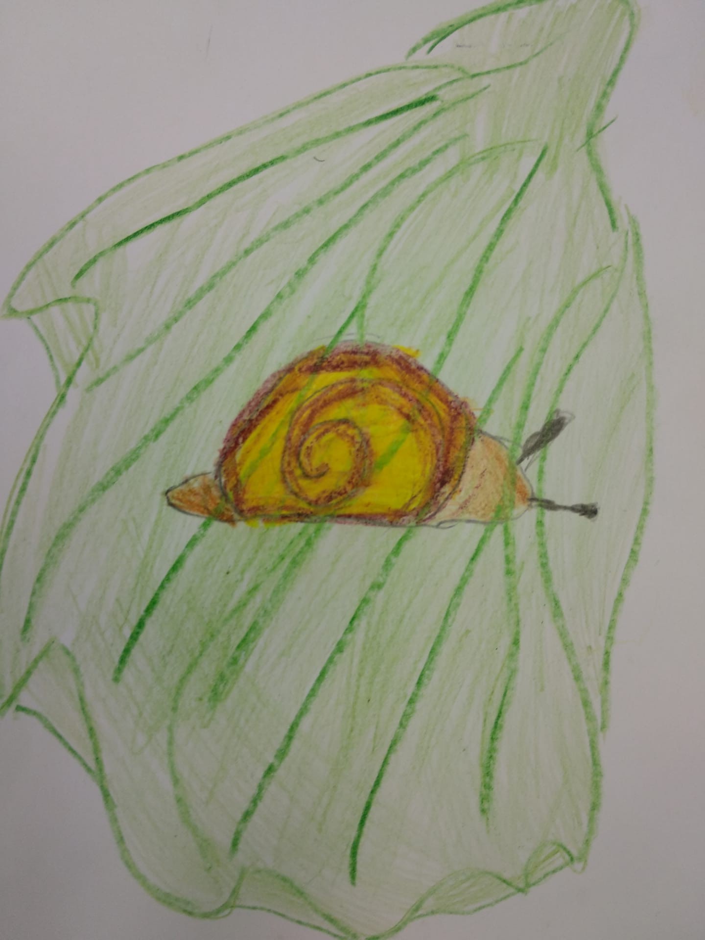 Illustração do caracol.trabalho realizado pela aluna Bruna Micaela Gouveia Gomes do 2º ano B.
