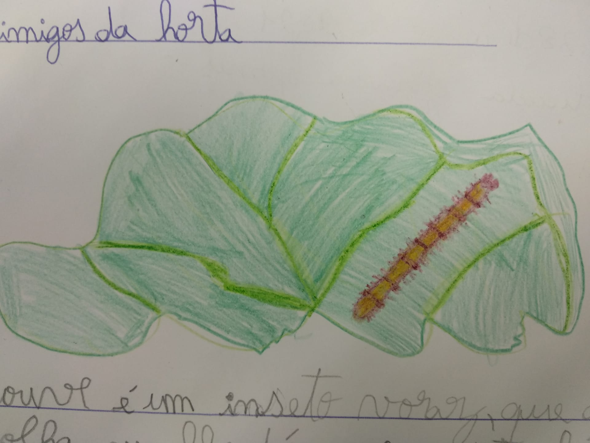 Ilustração da lagarta da couve. Trabalho realizado pela aluna Bruna Micaela Gouveia Gomes do 2º ano B.
