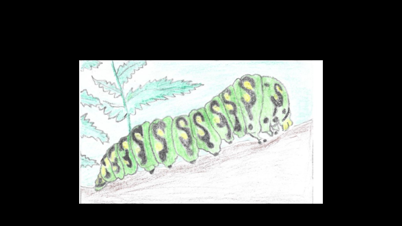 desenho de lagarta - desenho de Rodrigo Dias