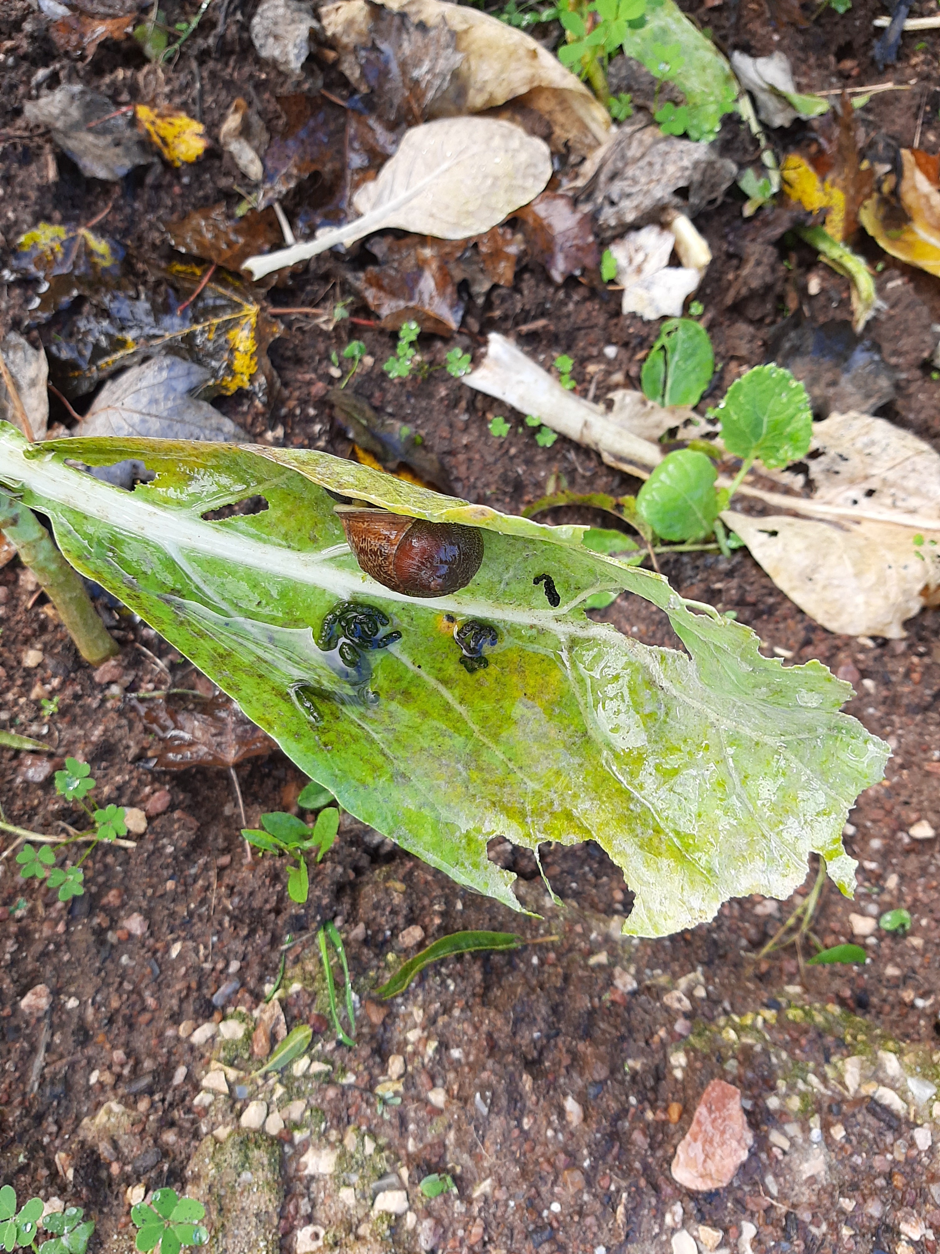 efeitos dos caracóis, lesmas e lagartas nas couves da nossa horta.
