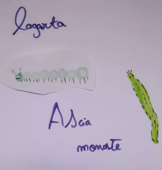 Ascia Monuste - Lagarta